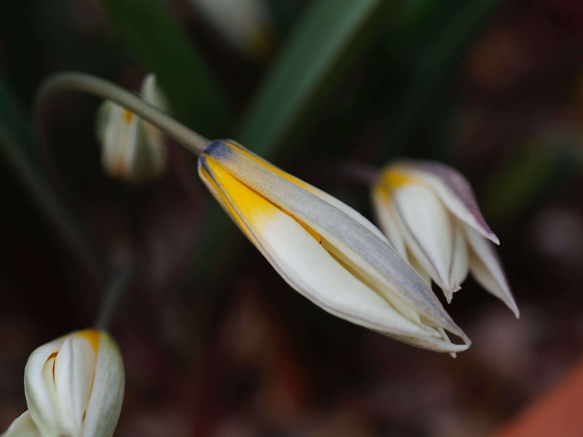 Image of Tulipa biflora