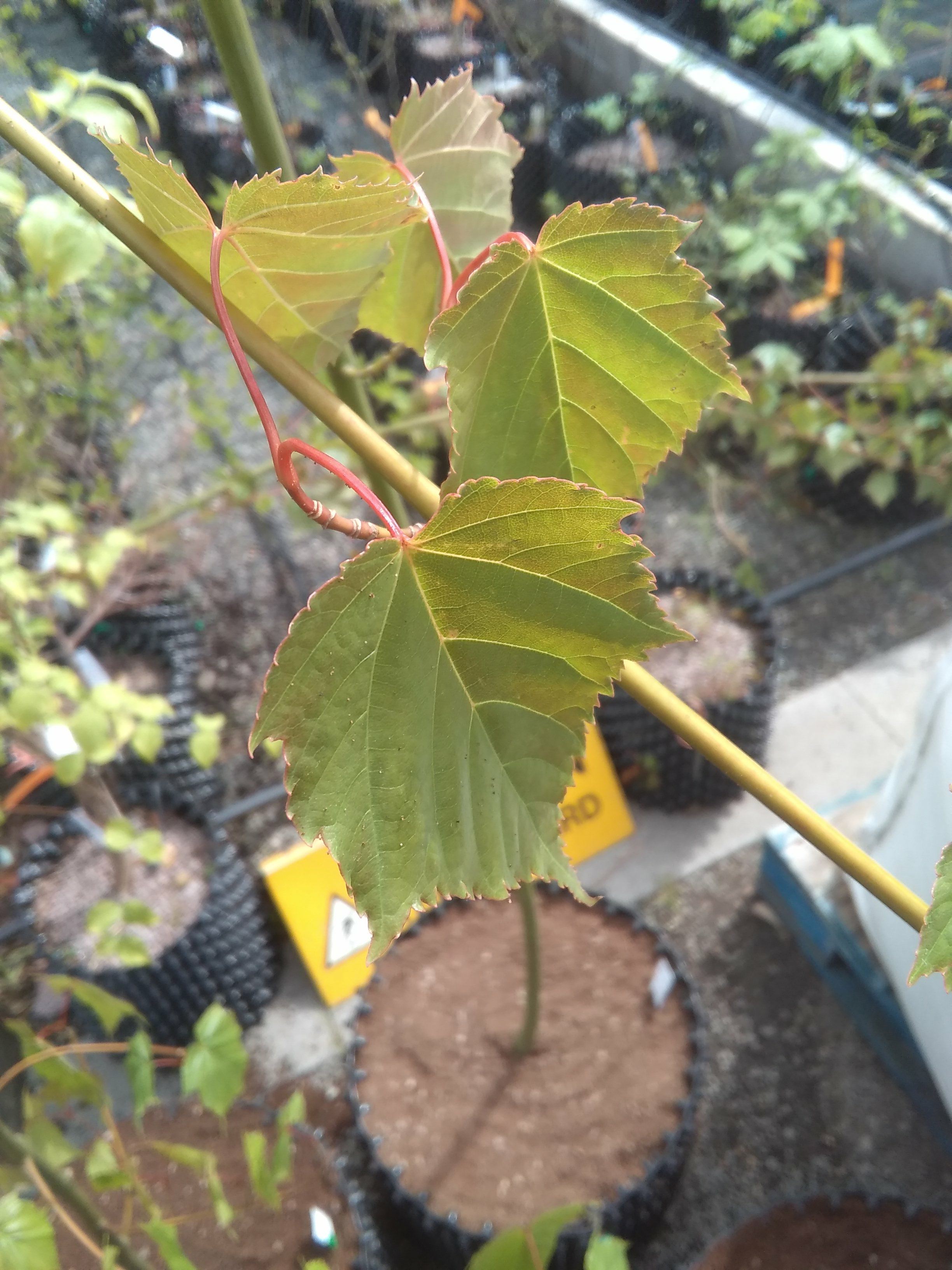 Image of Acer morrisonense