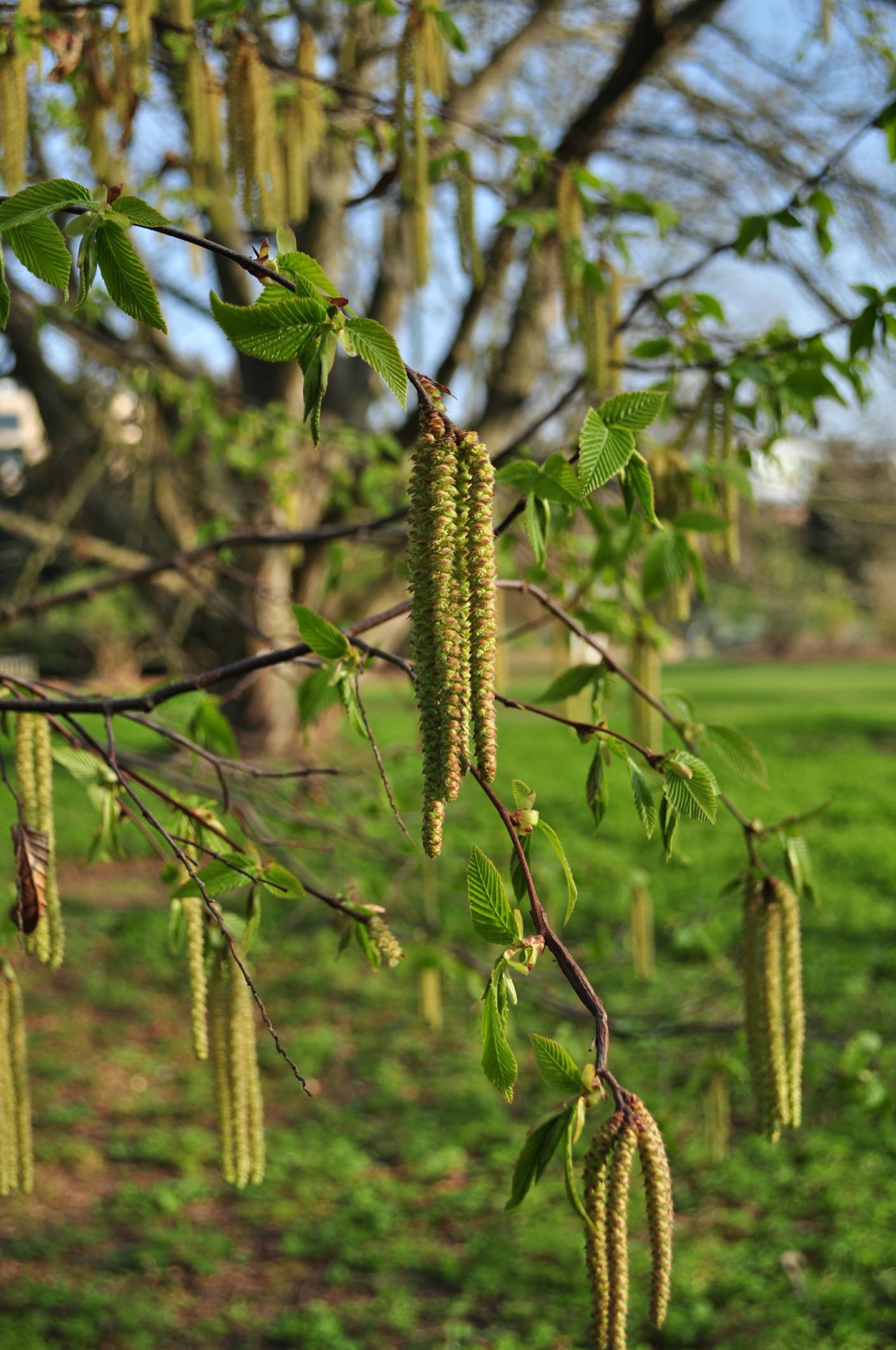 Image of Ostrya carpinifolia