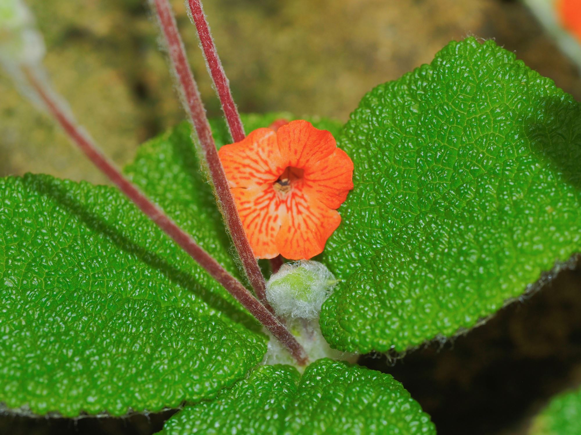 Image of Sinningia bullata