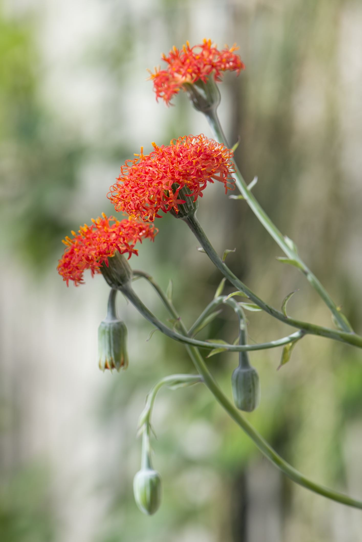 Image of Kleinia grantii