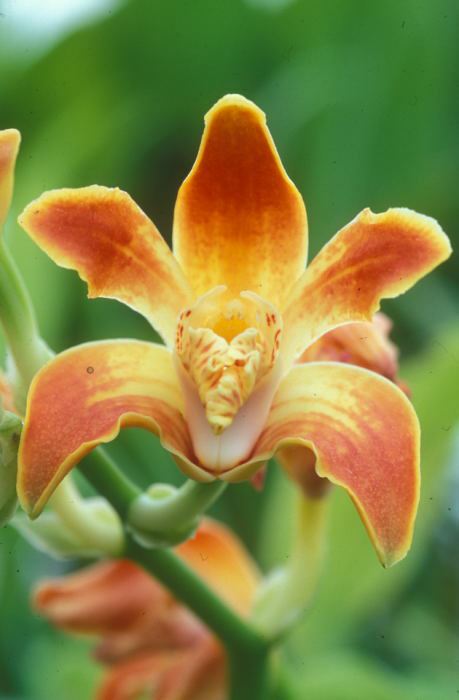 Image of Chysis aurea