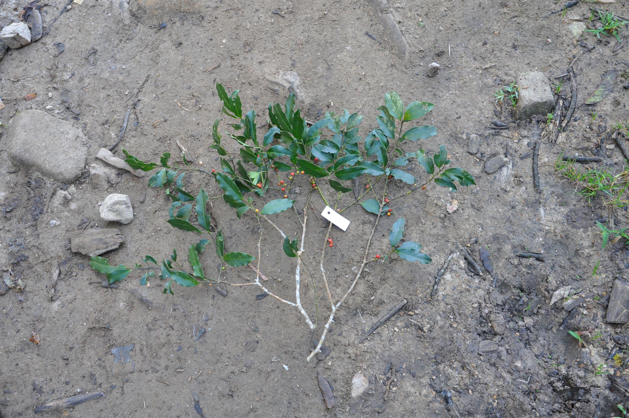 Image of Ilex cinerea