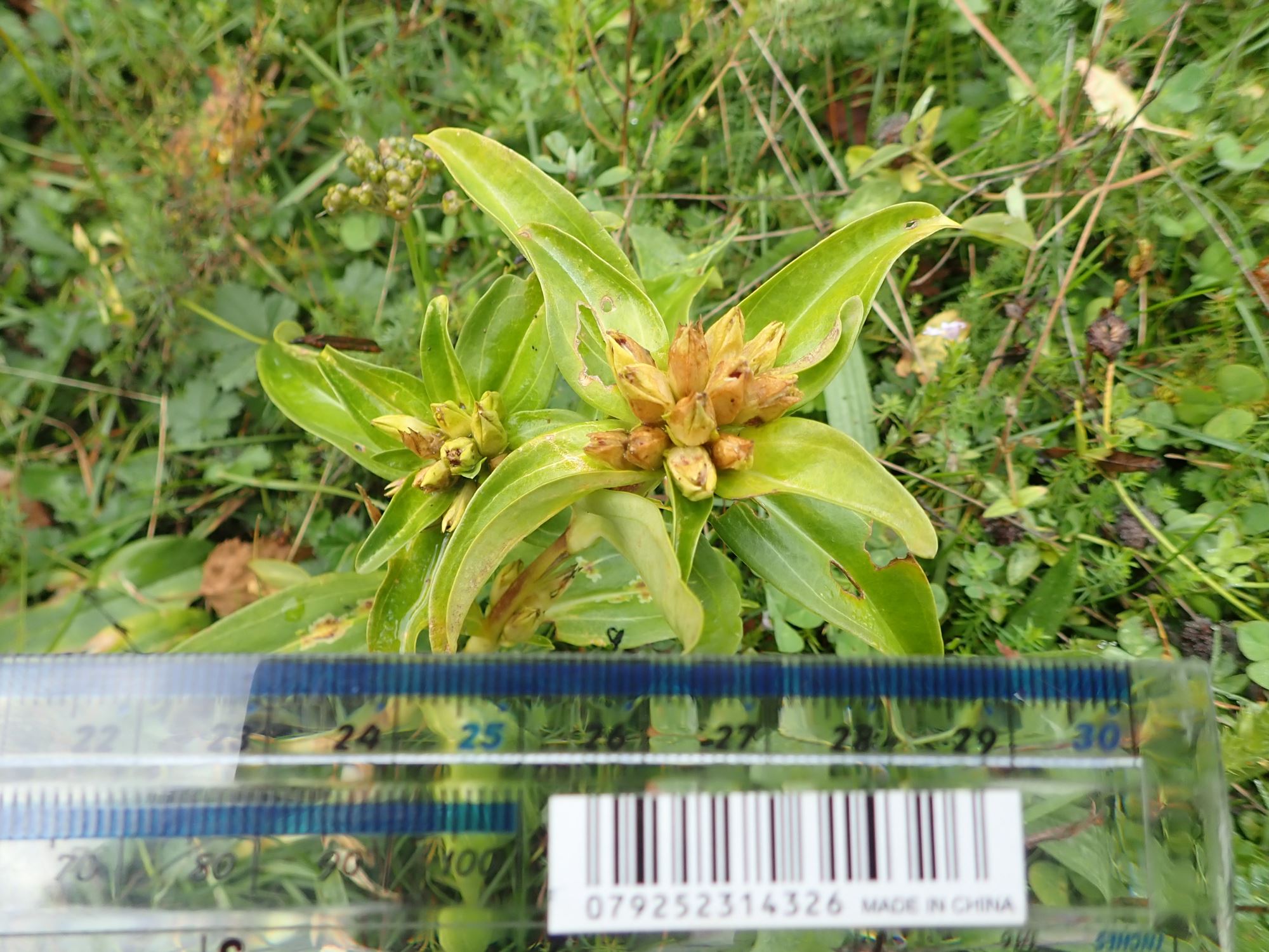 Image of Gentiana burseri