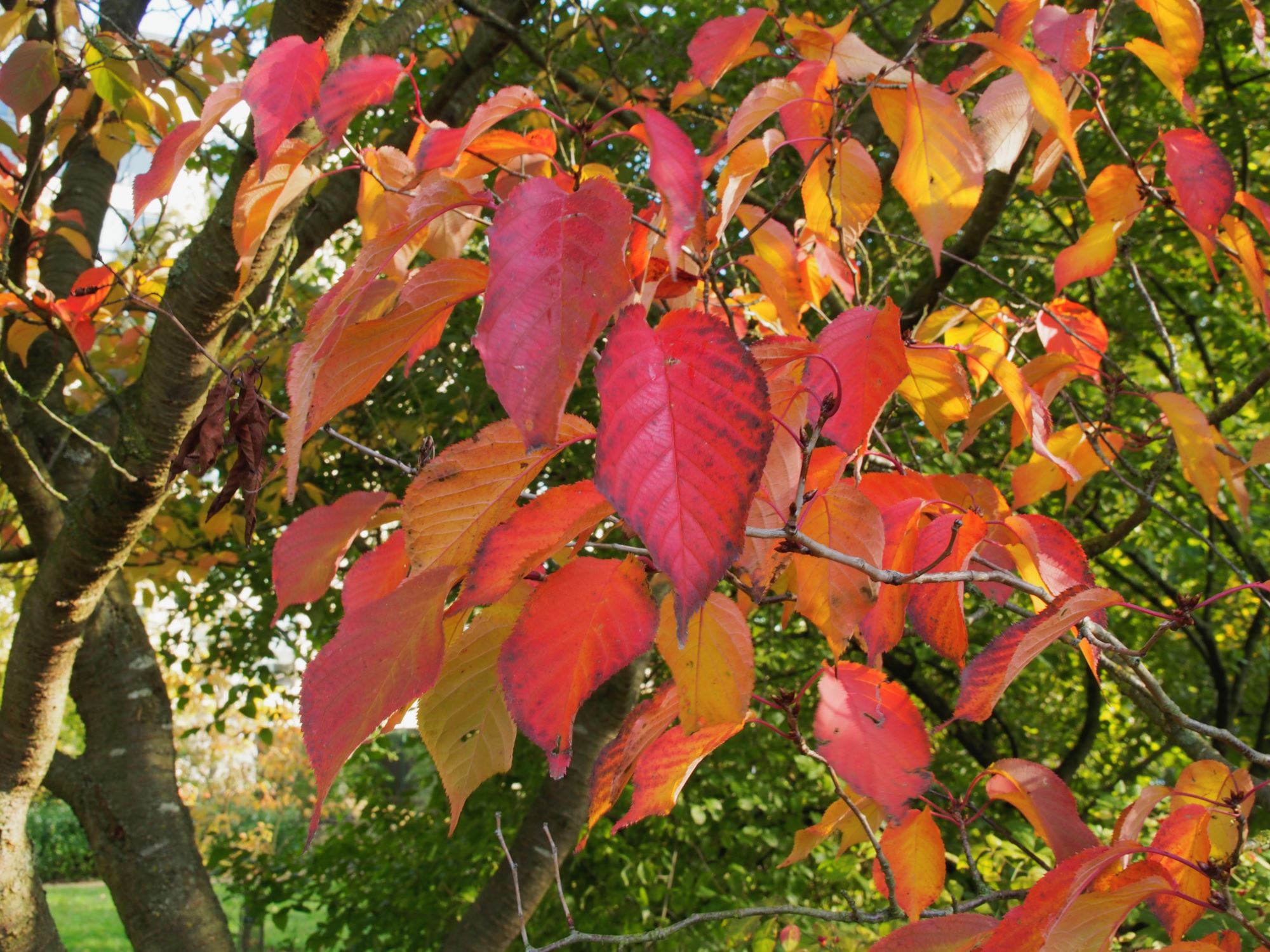 Image of Prunus serrulata var. tomentella
