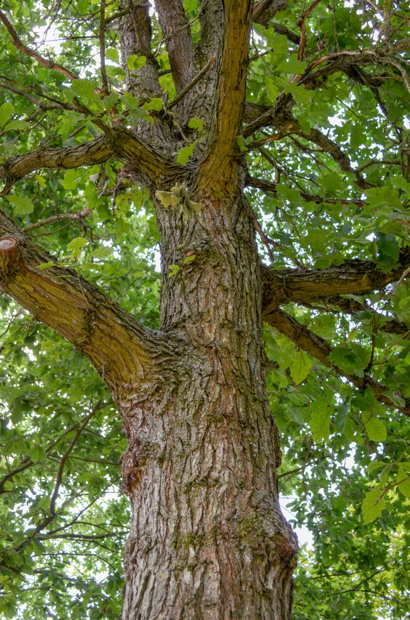 Image of Quercus macrocarpa