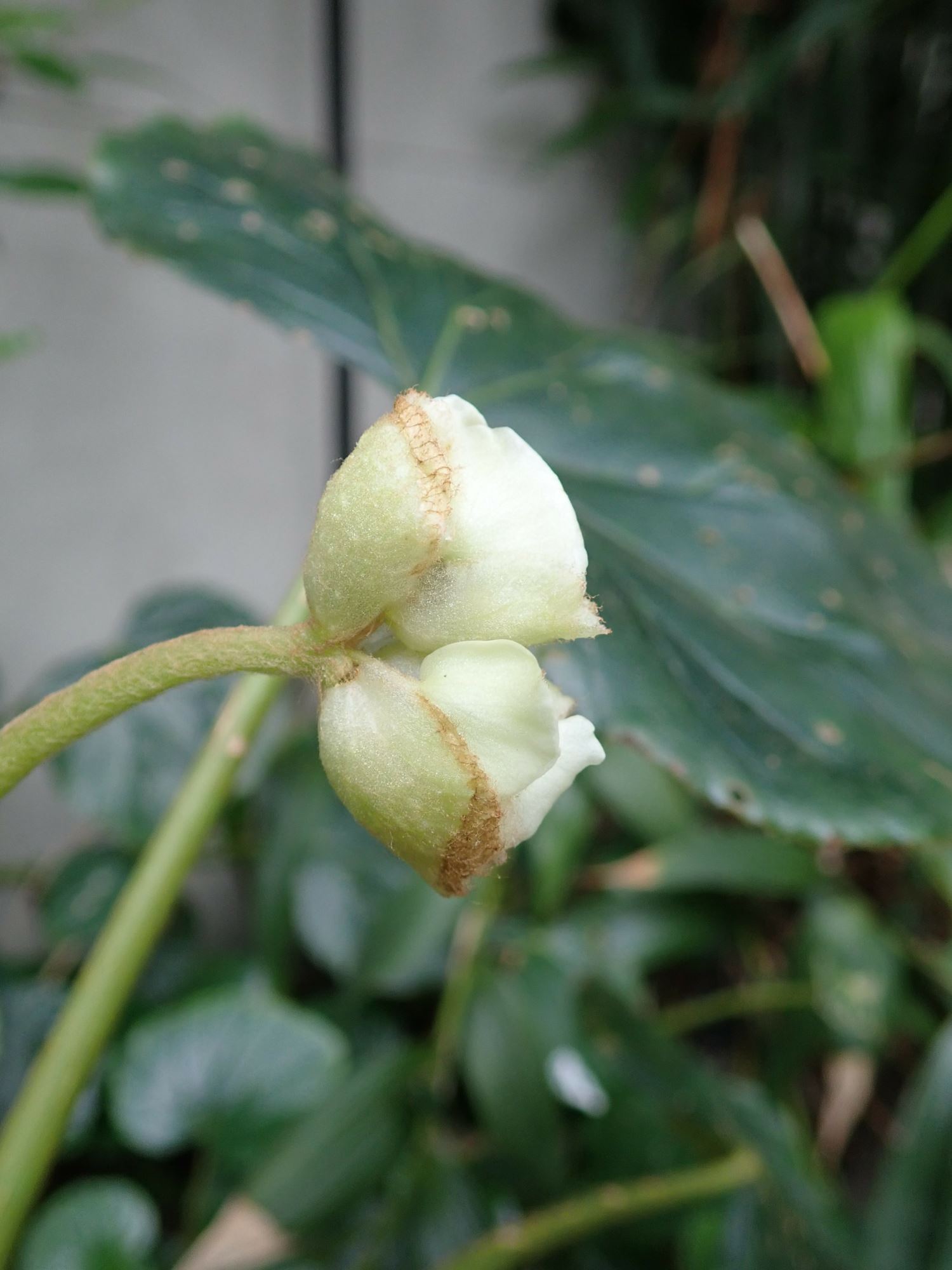 Image of Begonia sericoneura