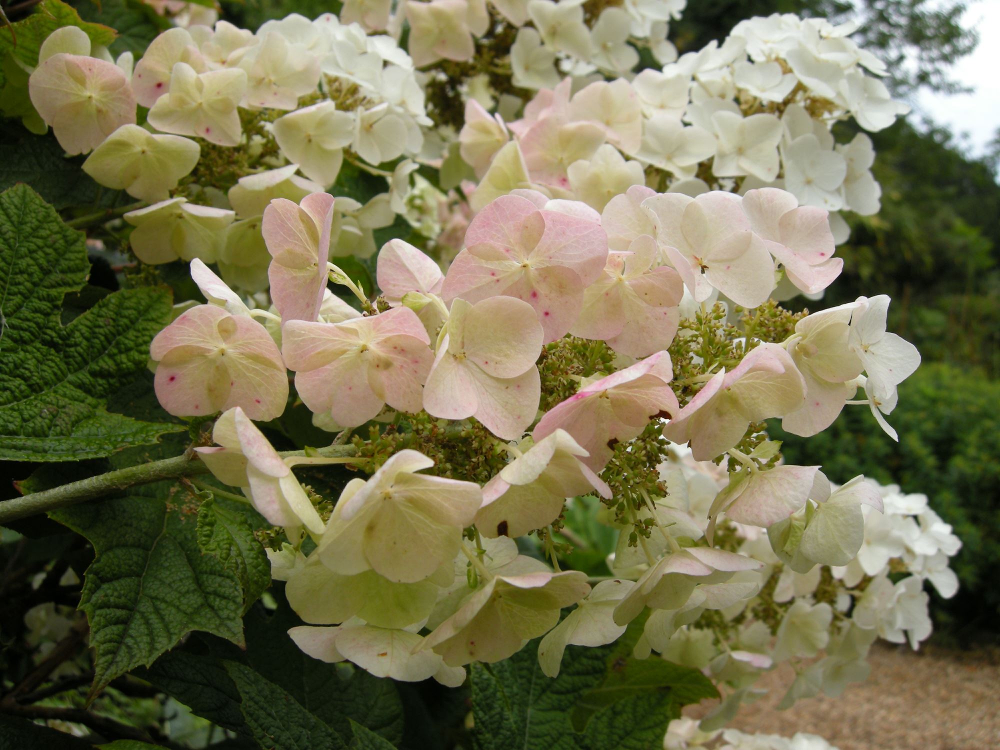 Image of Hydrangea quercifolia 'Snow Flake'