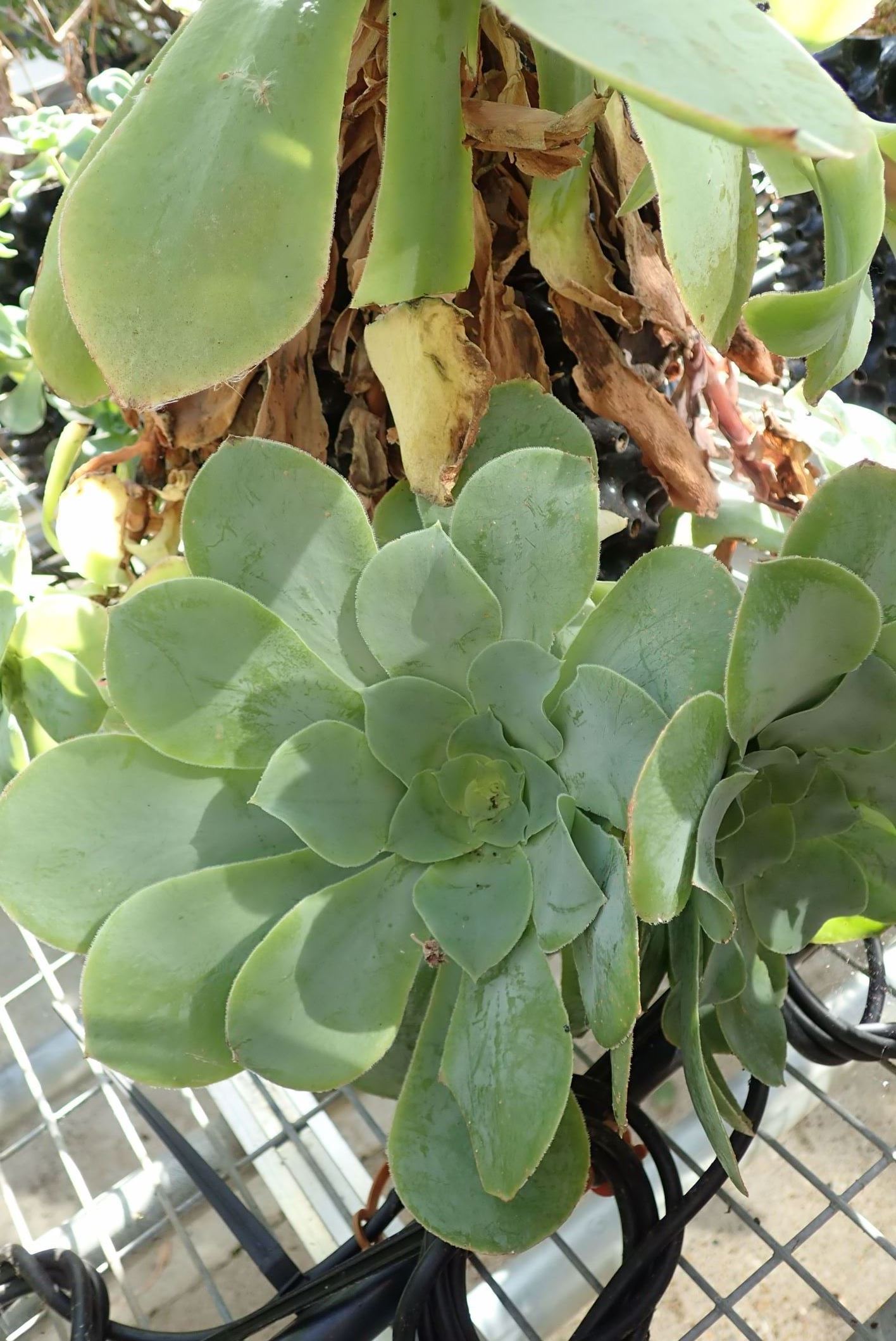 Image of Aeonium cuneatum