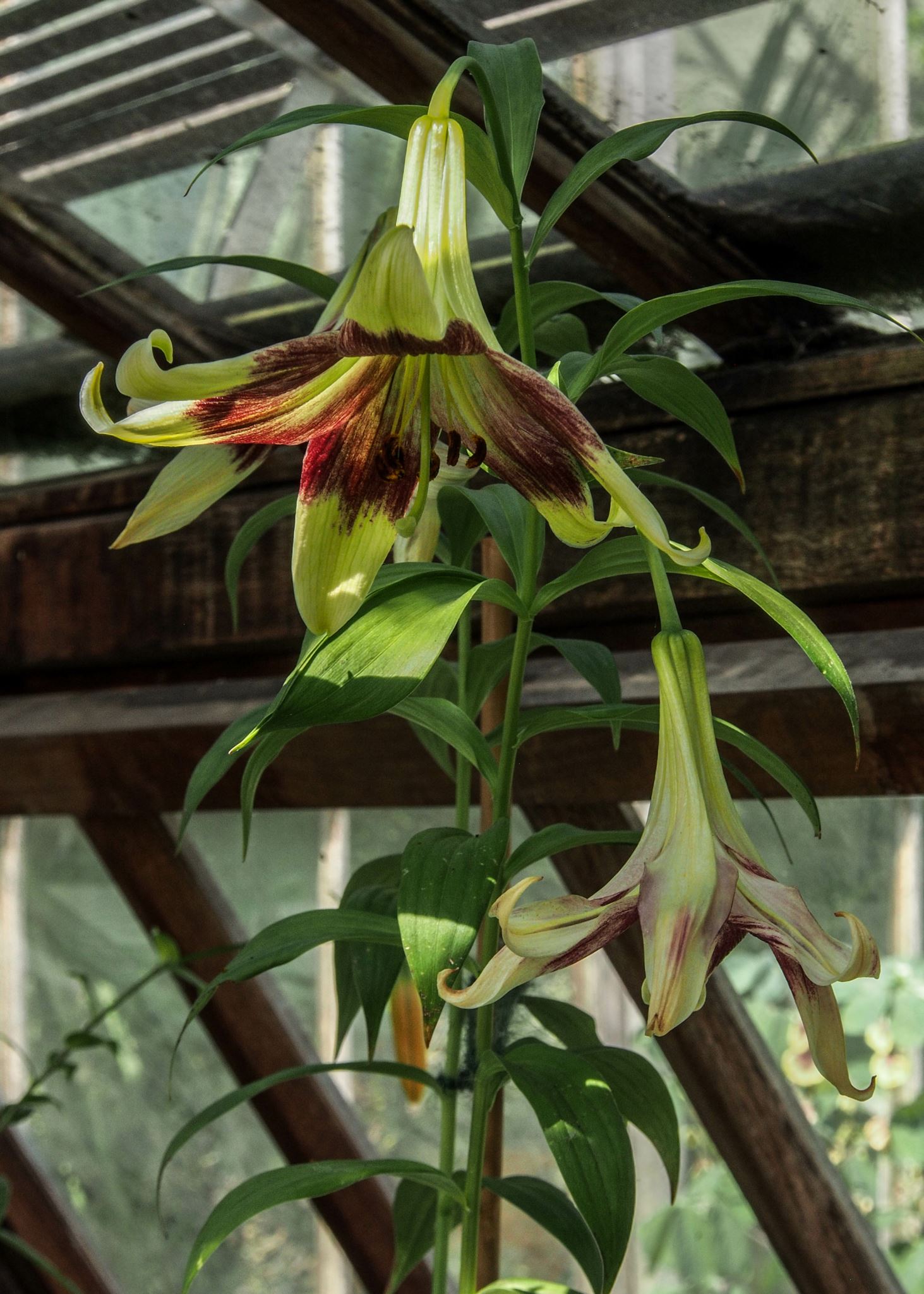 Image of Lilium nepalense