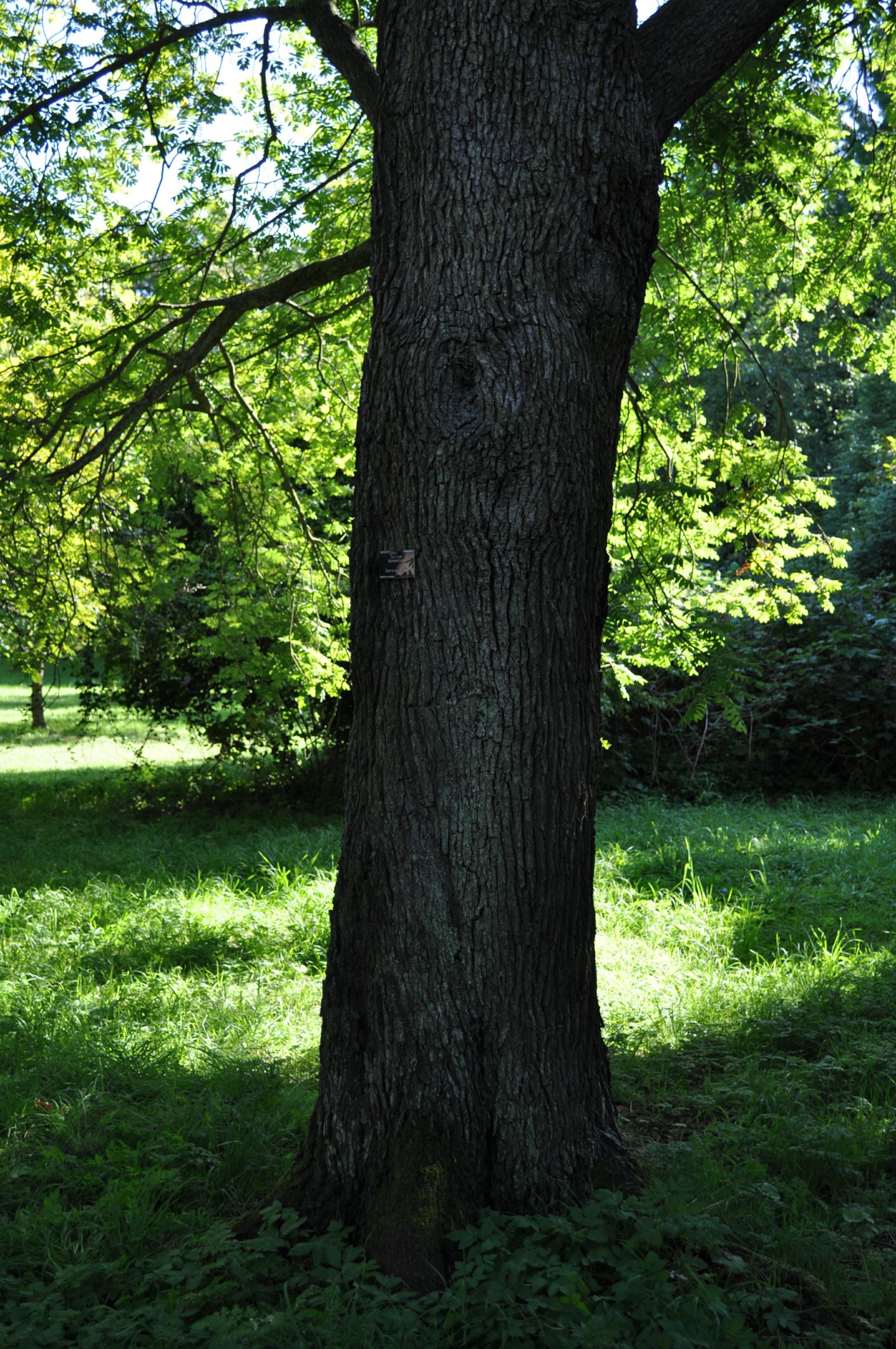 Image of Sorbus domestica
