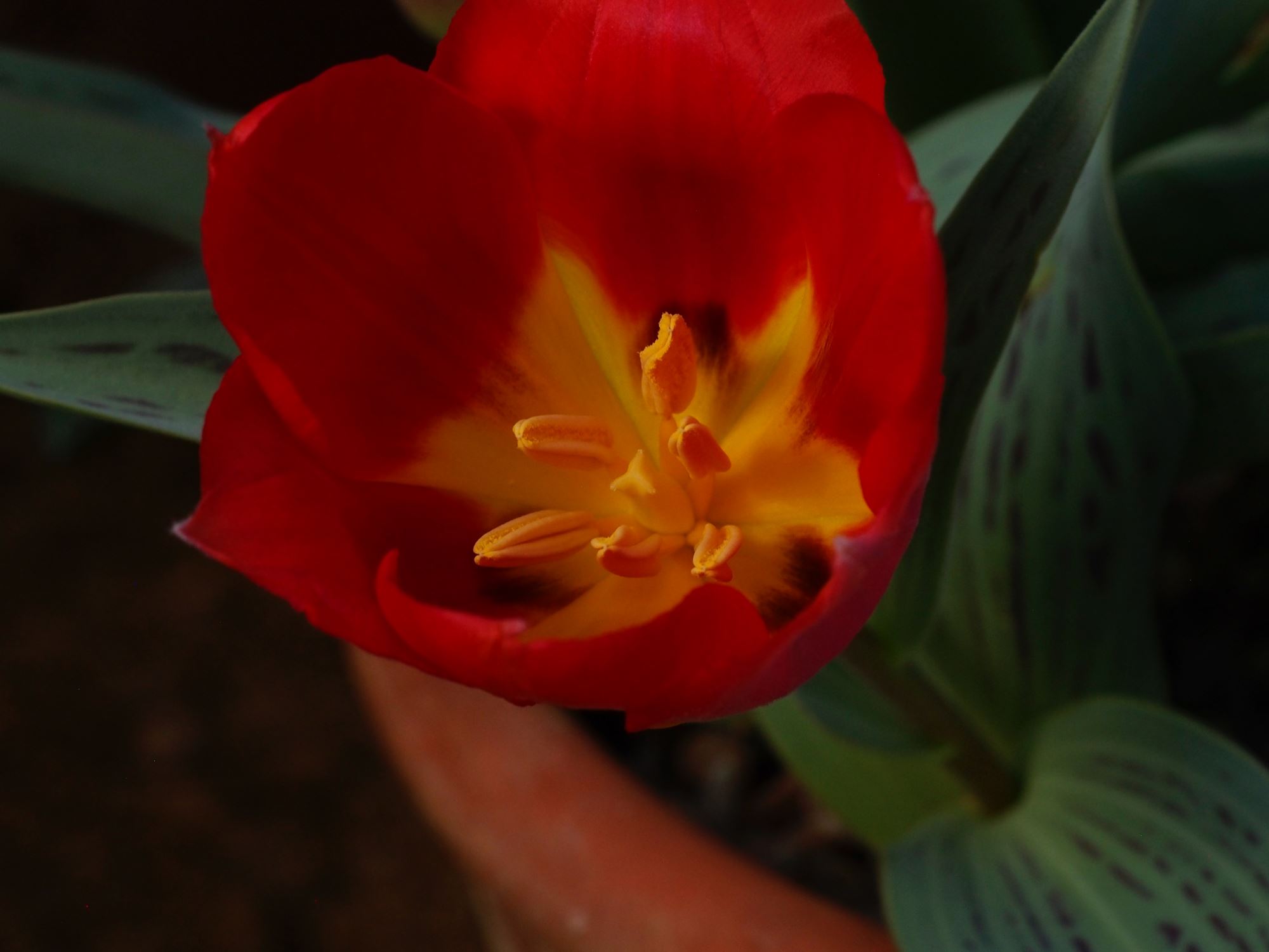Image of Tulipa greigii