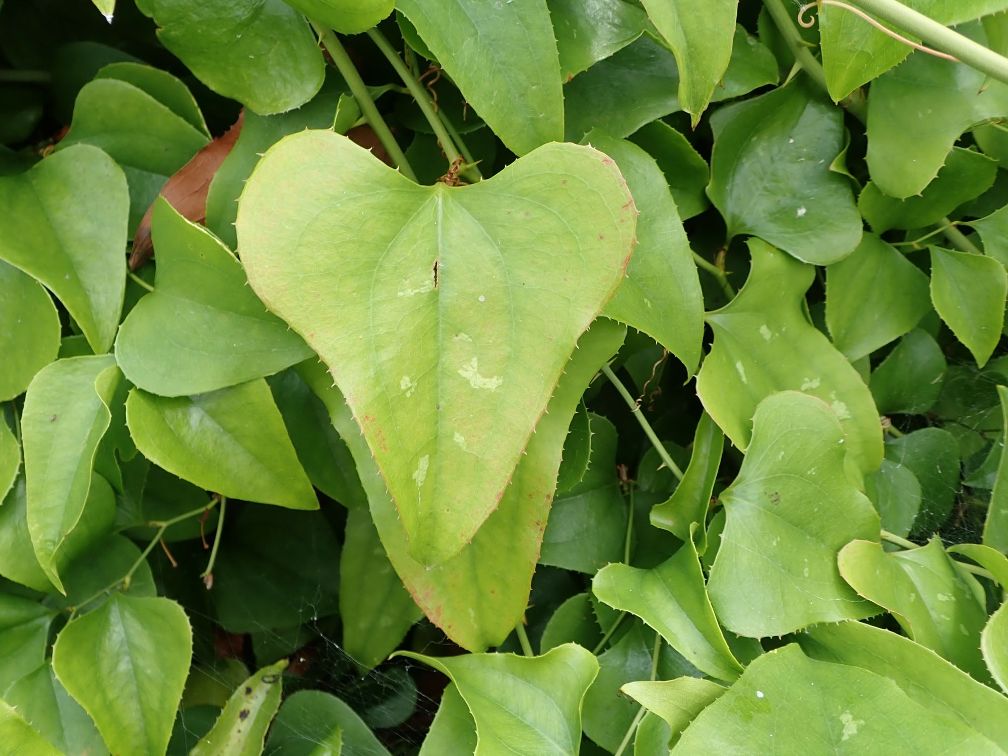 Image of Smilax cantab