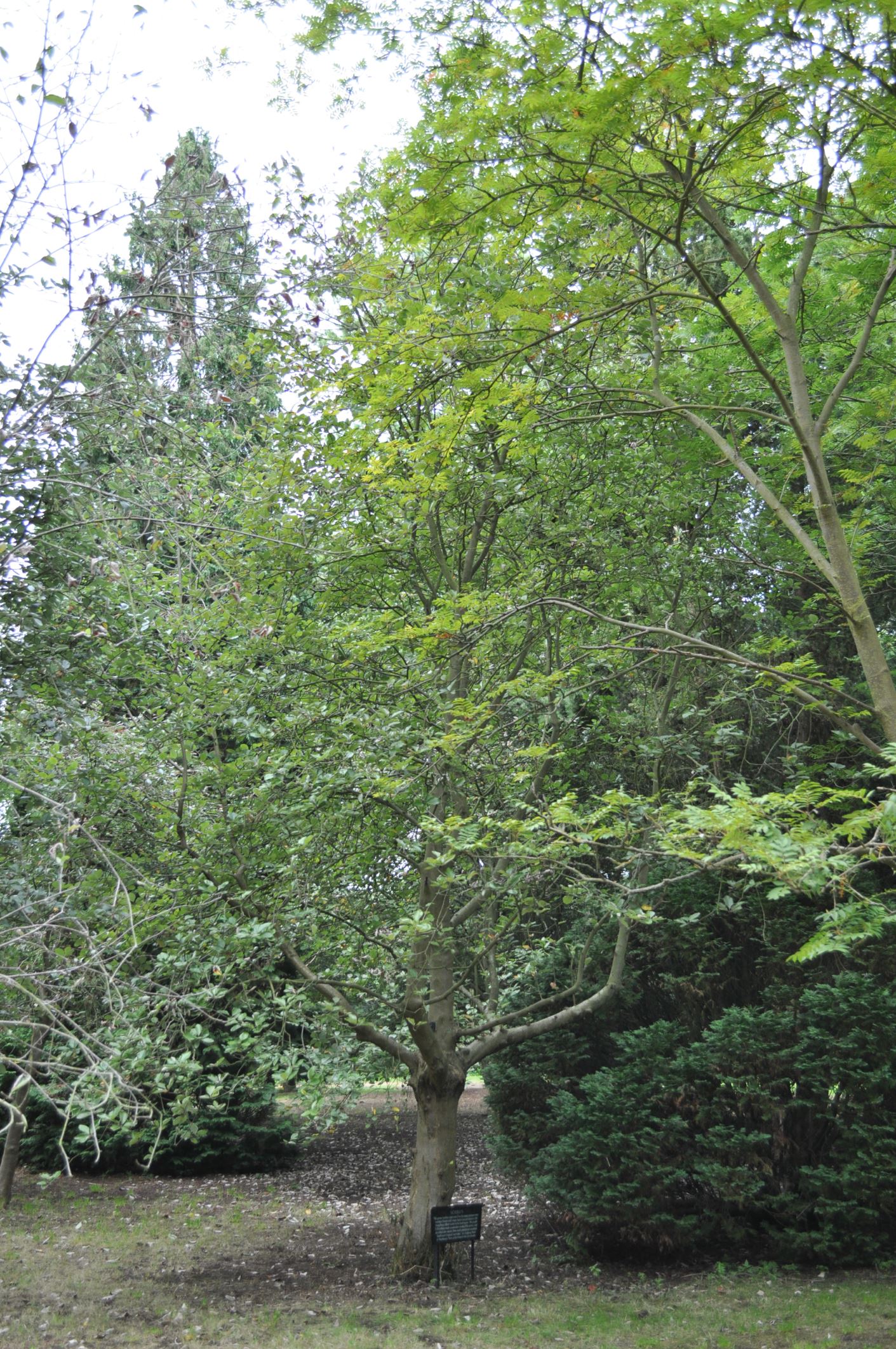 Image of Sorbus anglica