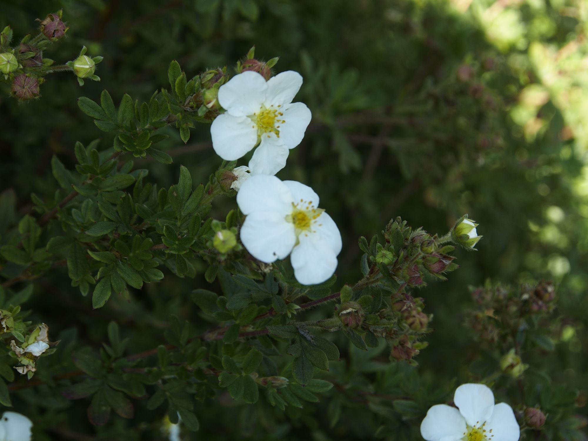 Image of Potentilla fruticosa 'Snowflake'
