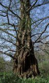 Image of Metasequoia glyptostroboides