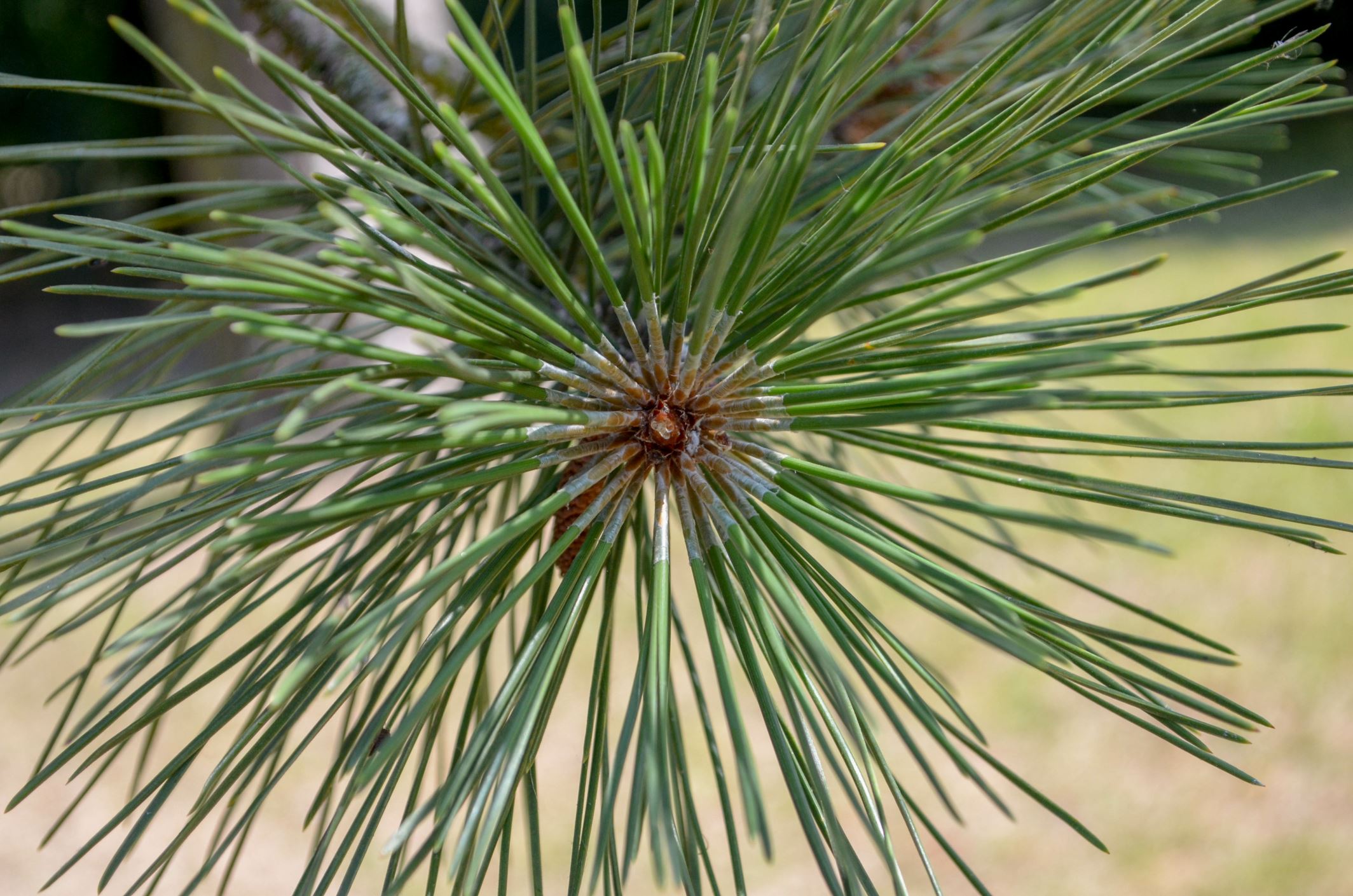Image of Pinus nigra subsp. salzmannii