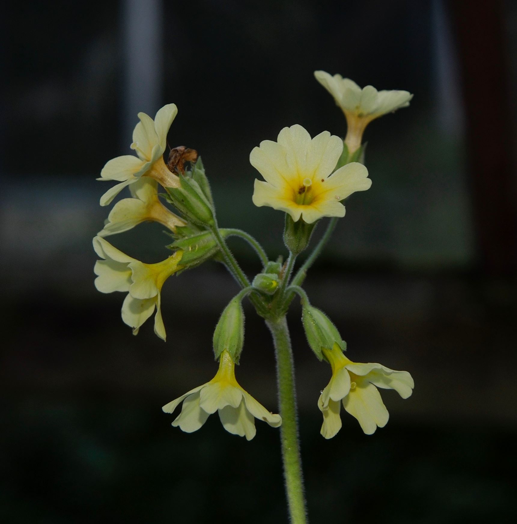 Image of Primula elatior