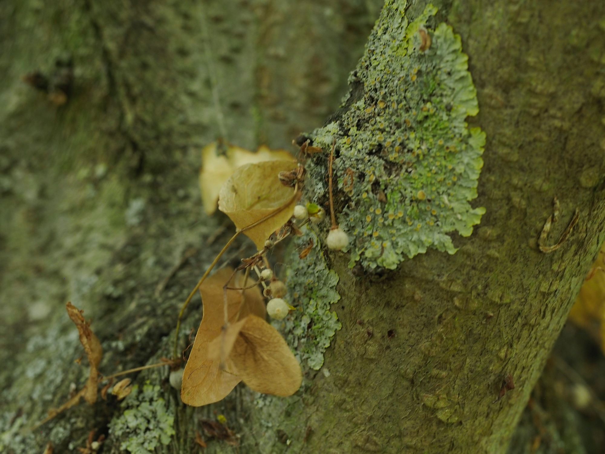 Image of Tilia platyphyllos