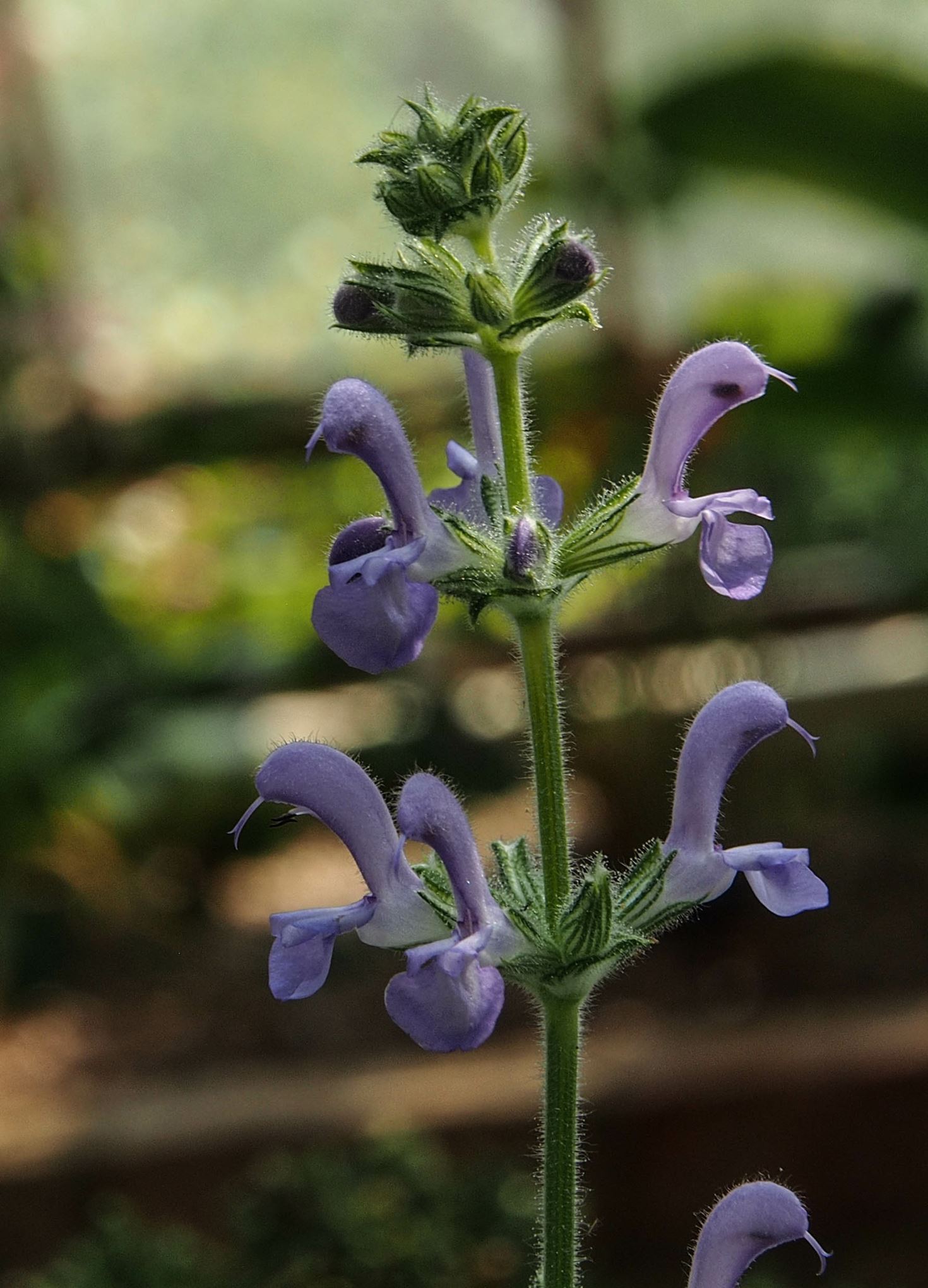 Image of Salvia cyanescens