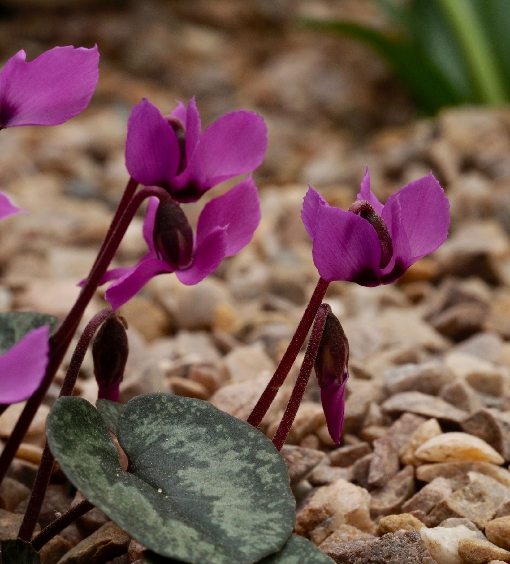 Image of Cyclamen alpinum