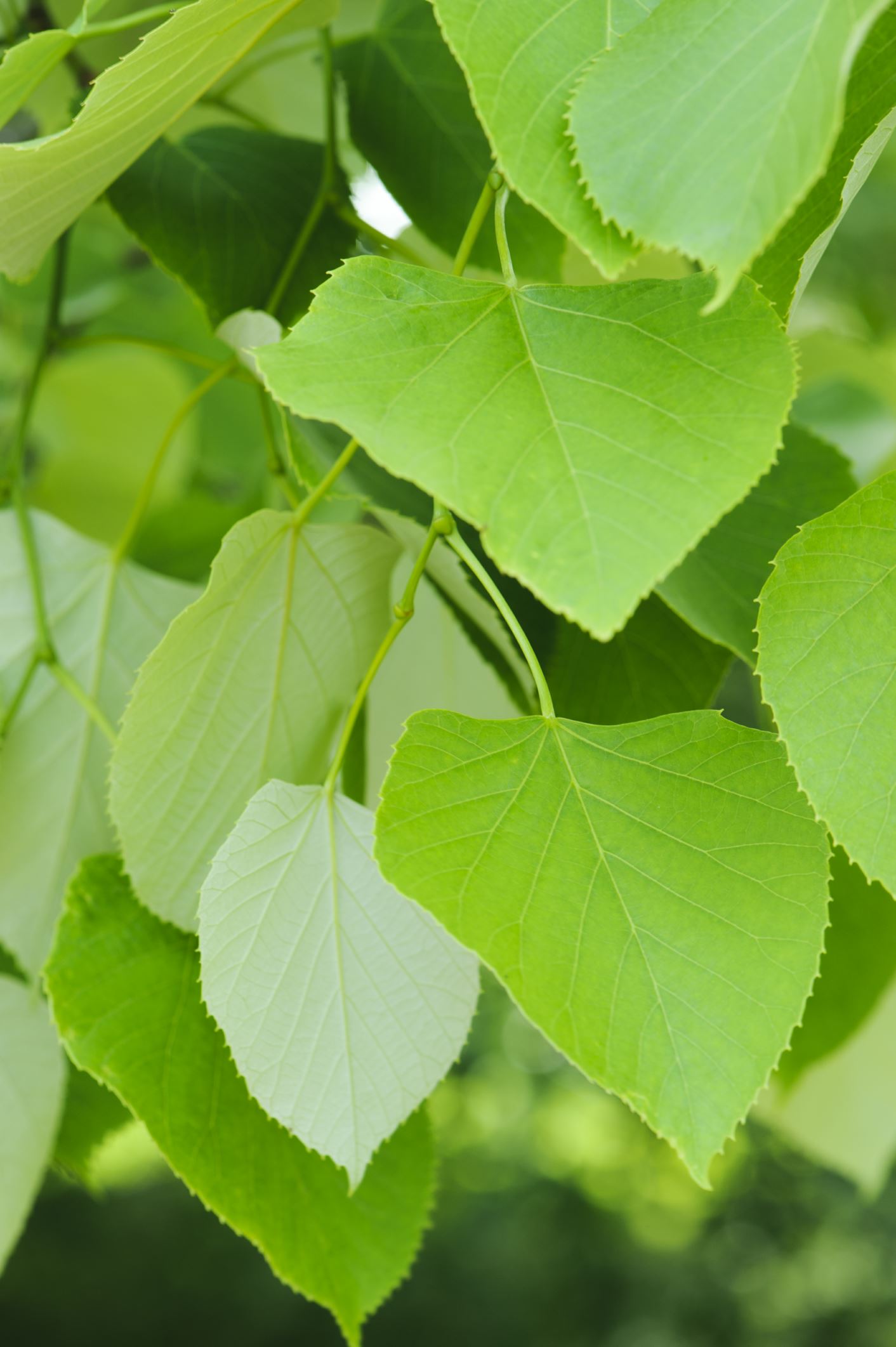 Image of Tilia oliveri
