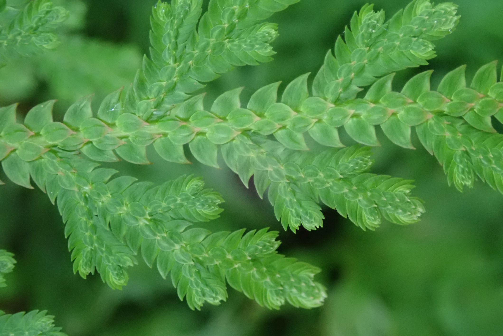 Image of Selaginella erythropus