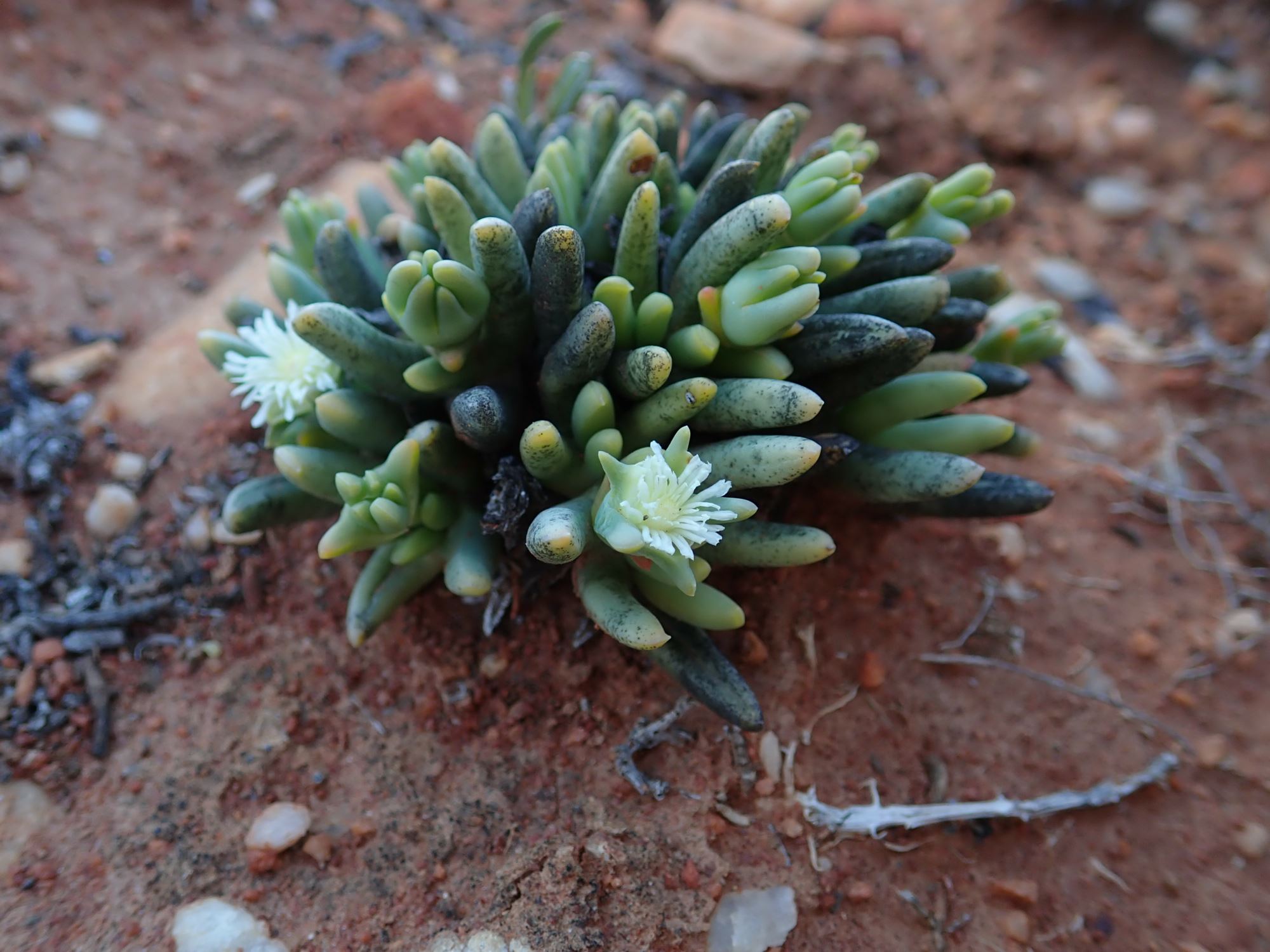 Image of Nelia pillansii