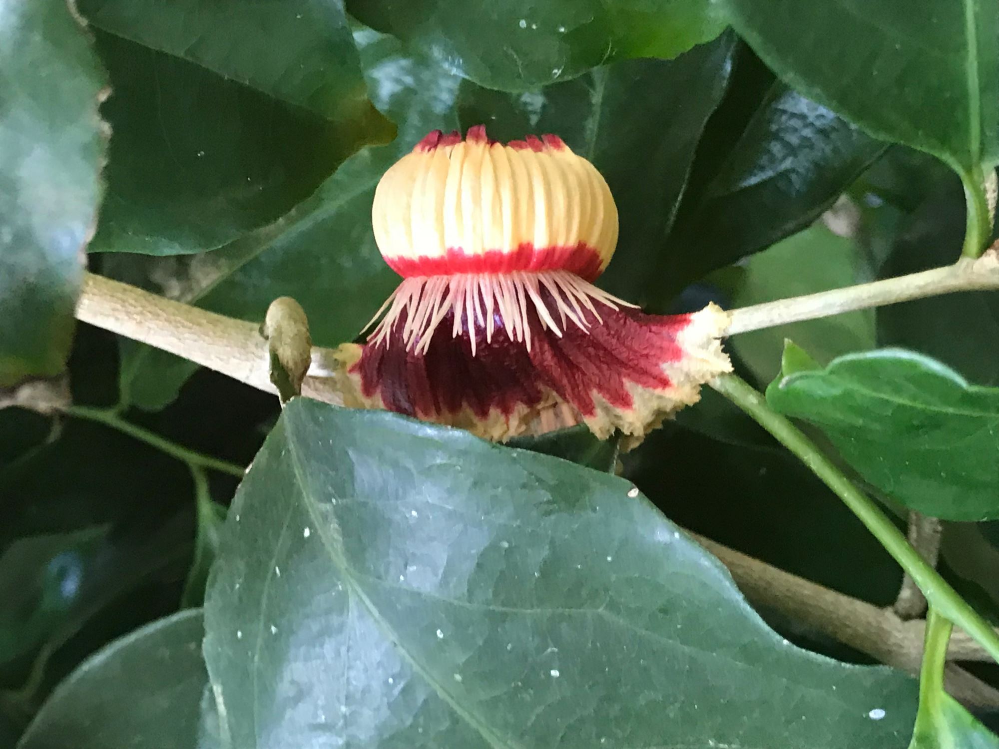 Image of Napoleonaea vogelii