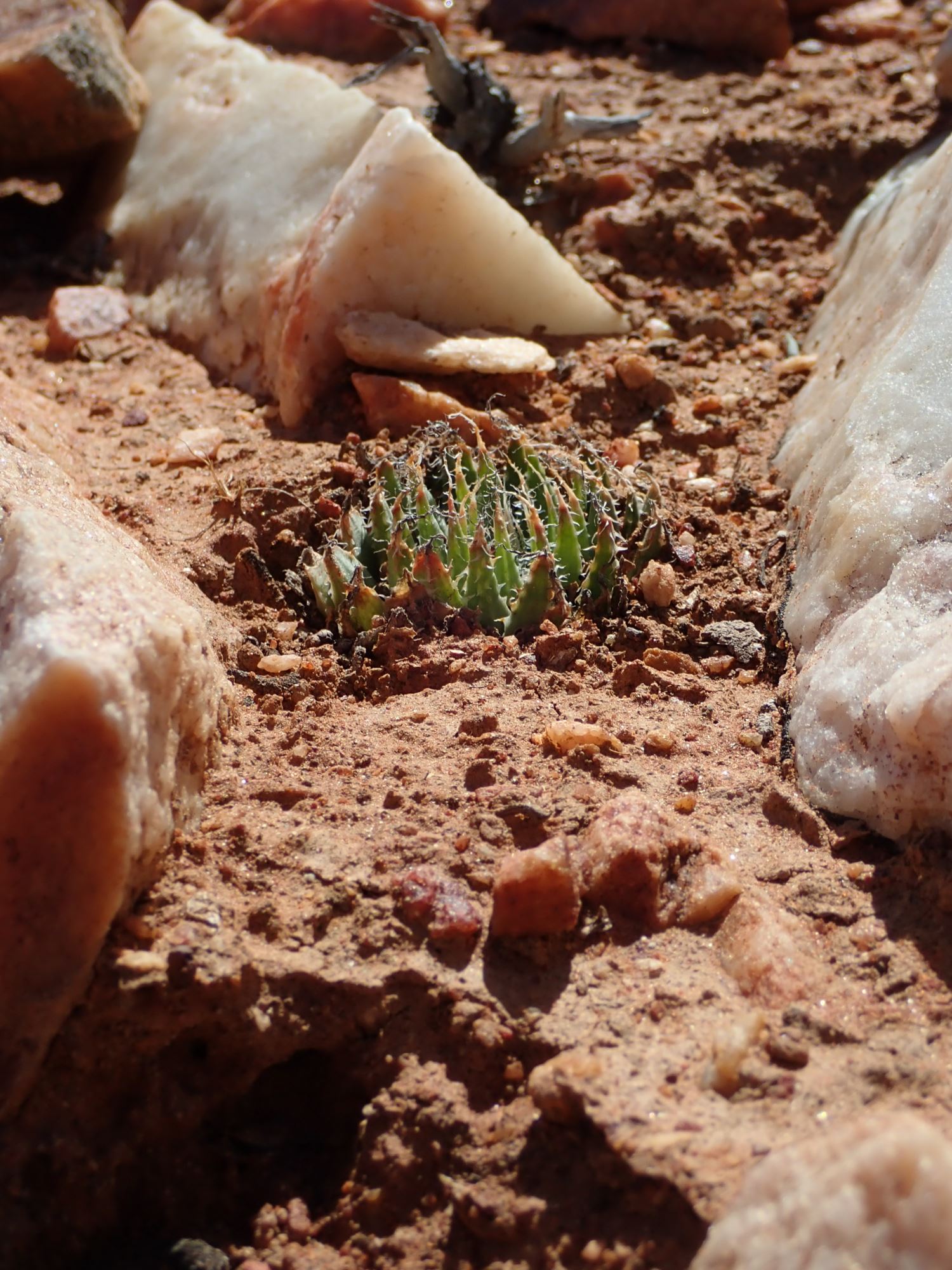 Image of Haworthia arachnoidea