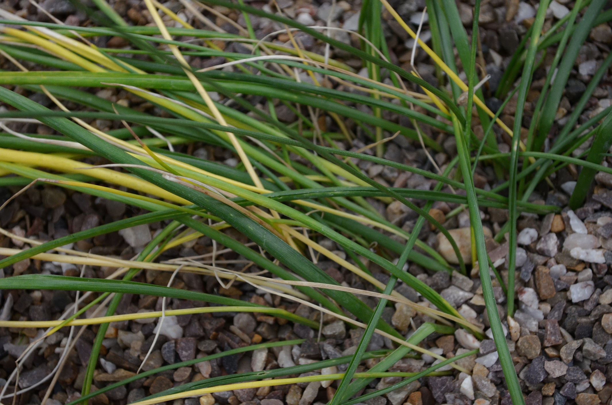 Image of Triteleia hyacinthina