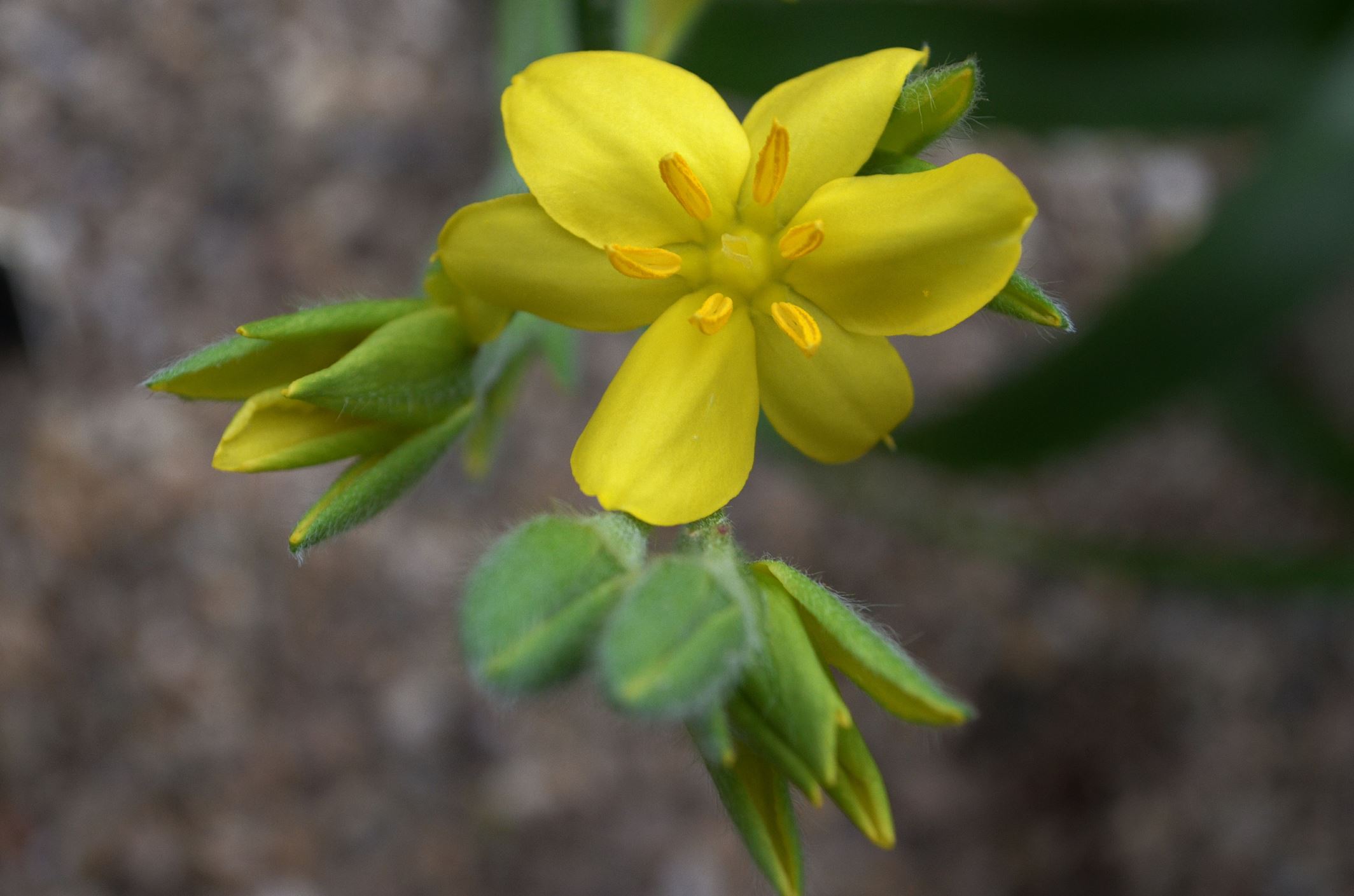 Image of Hypoxis hemerocallidea