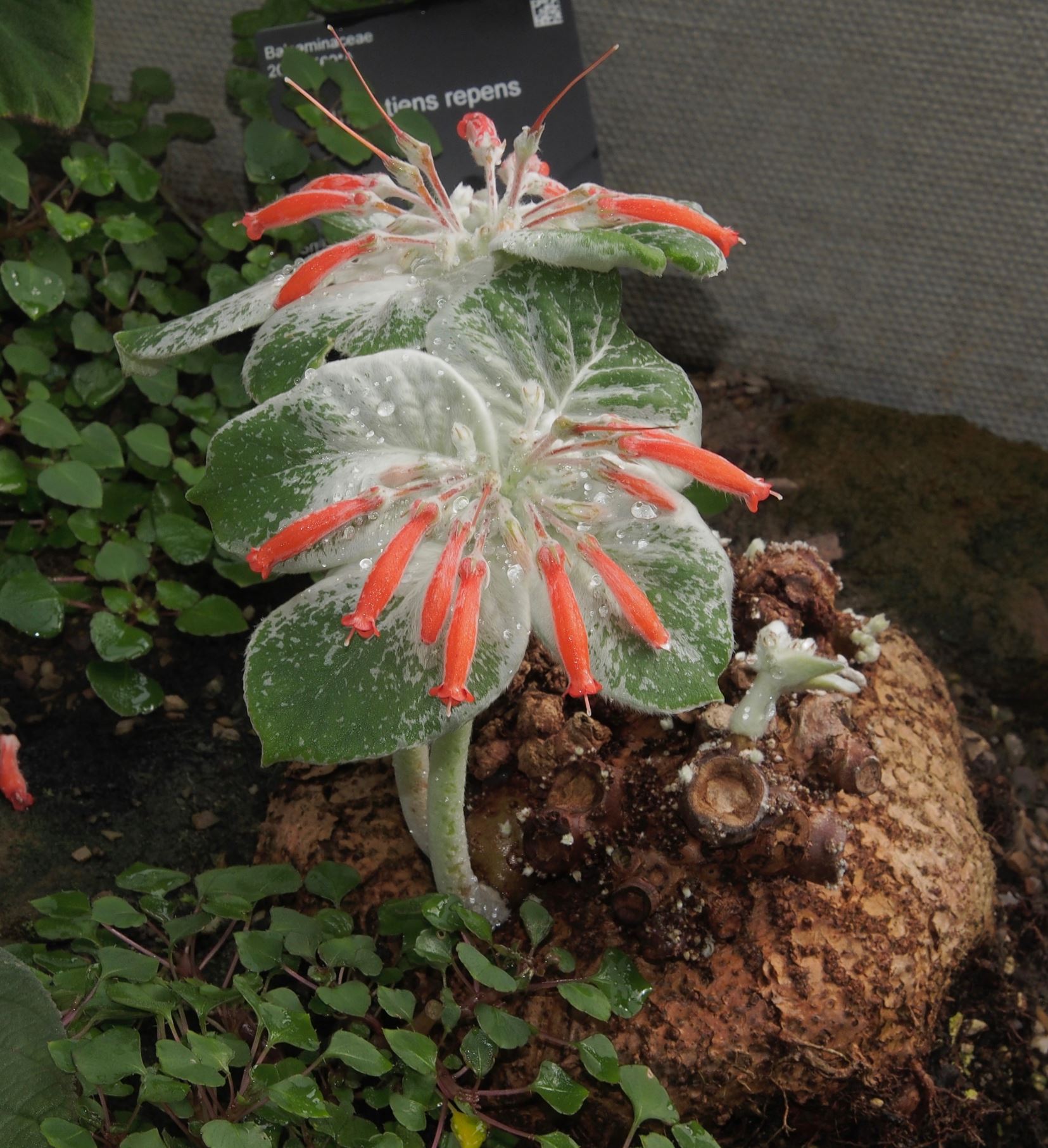 Image of Sinningia leucotricha