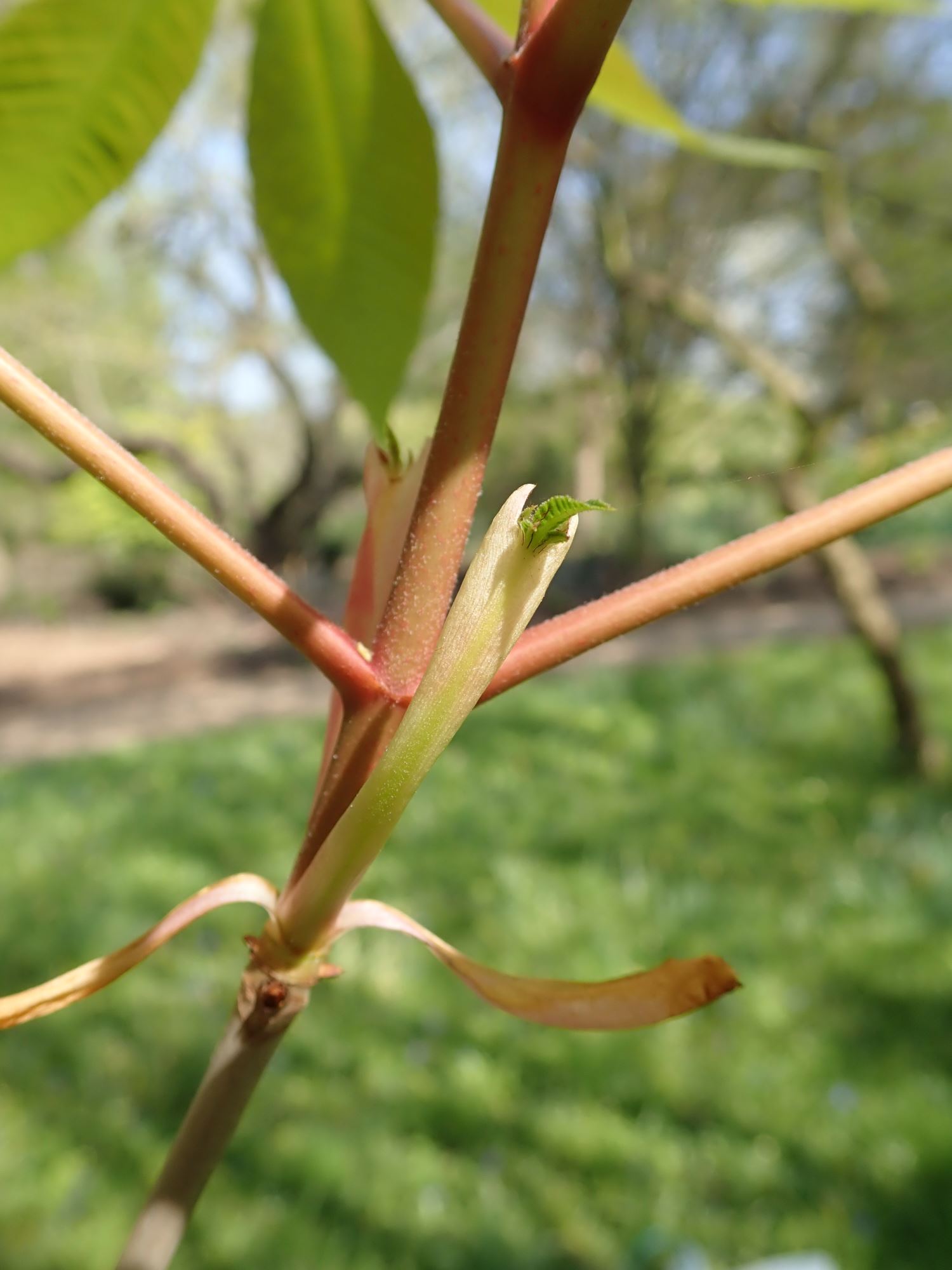 Image of Aesculus pavia