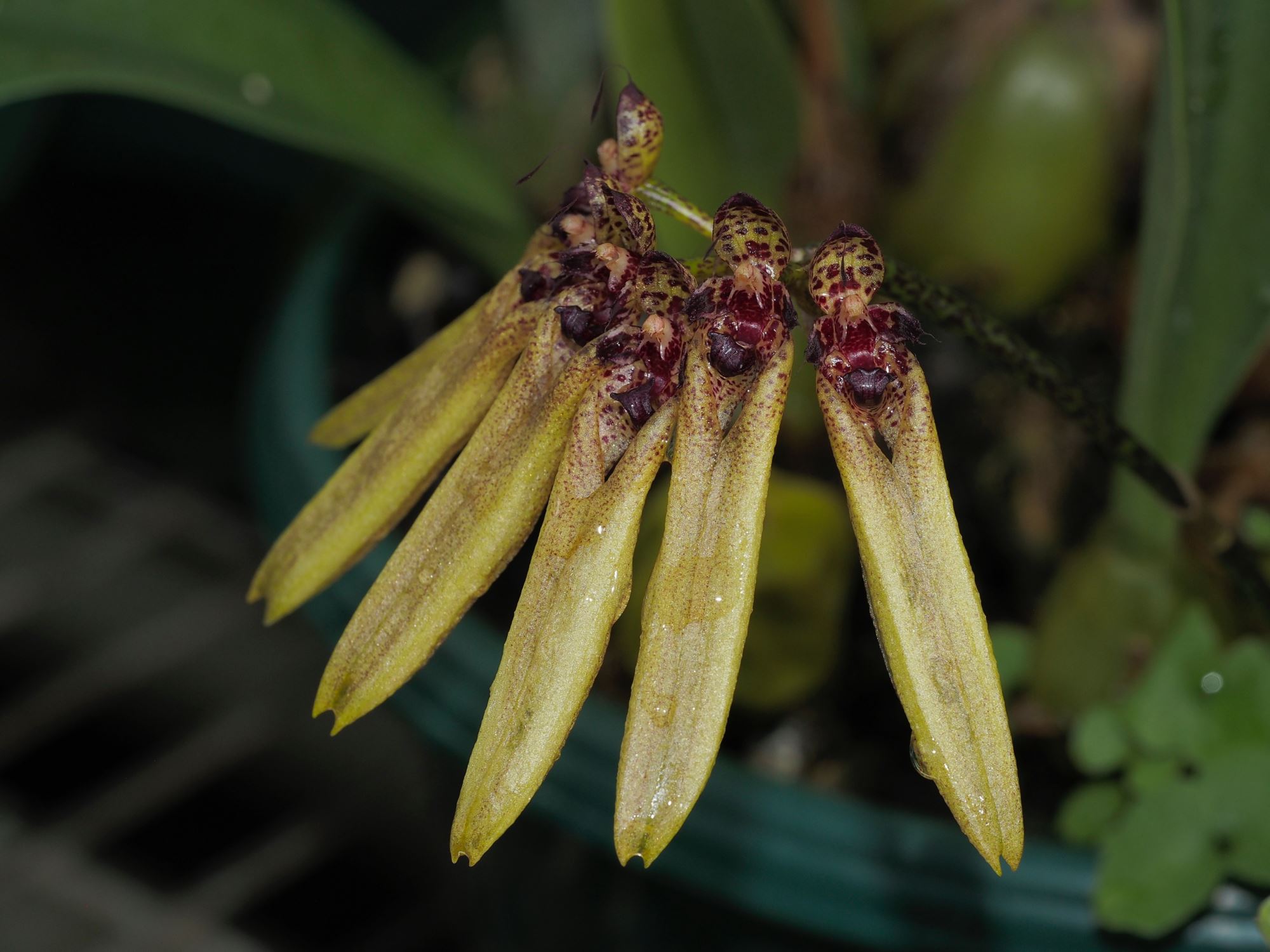 Image of Bulbophyllum picturatum