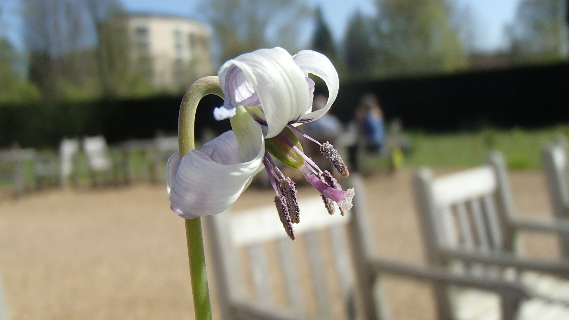 Image of Erythronium hendersonii