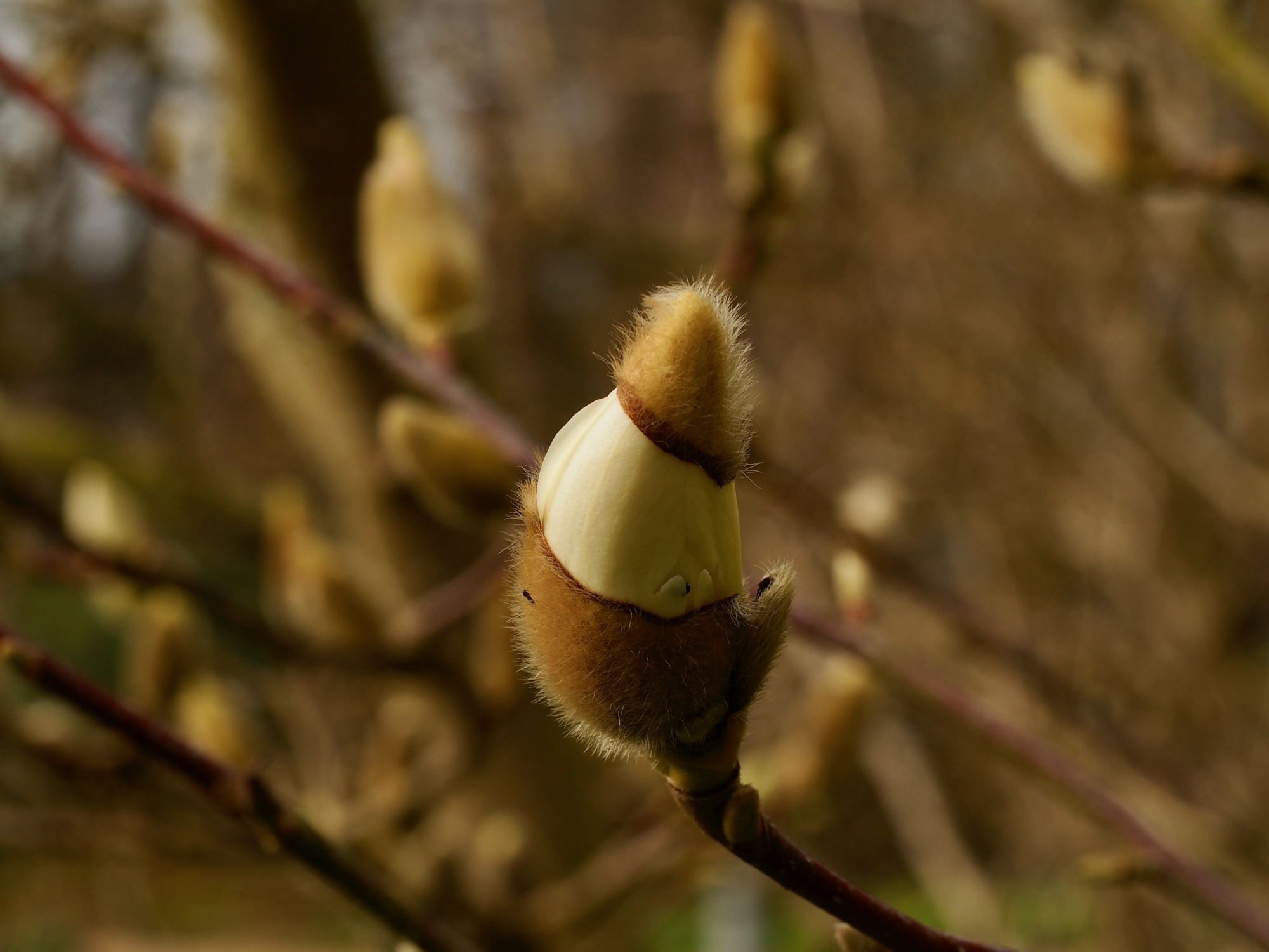 Image of Magnolia denudata
