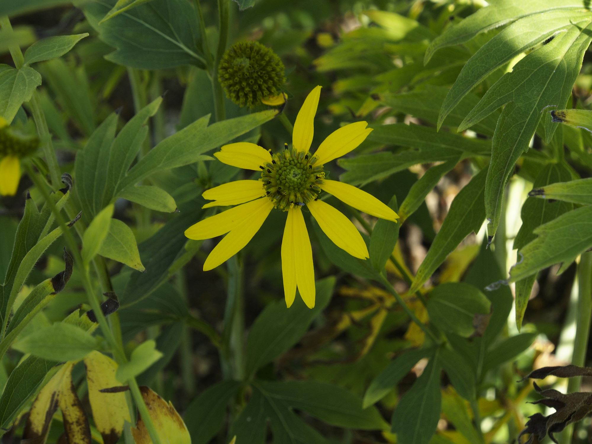 Image of Rudbeckia laciniata