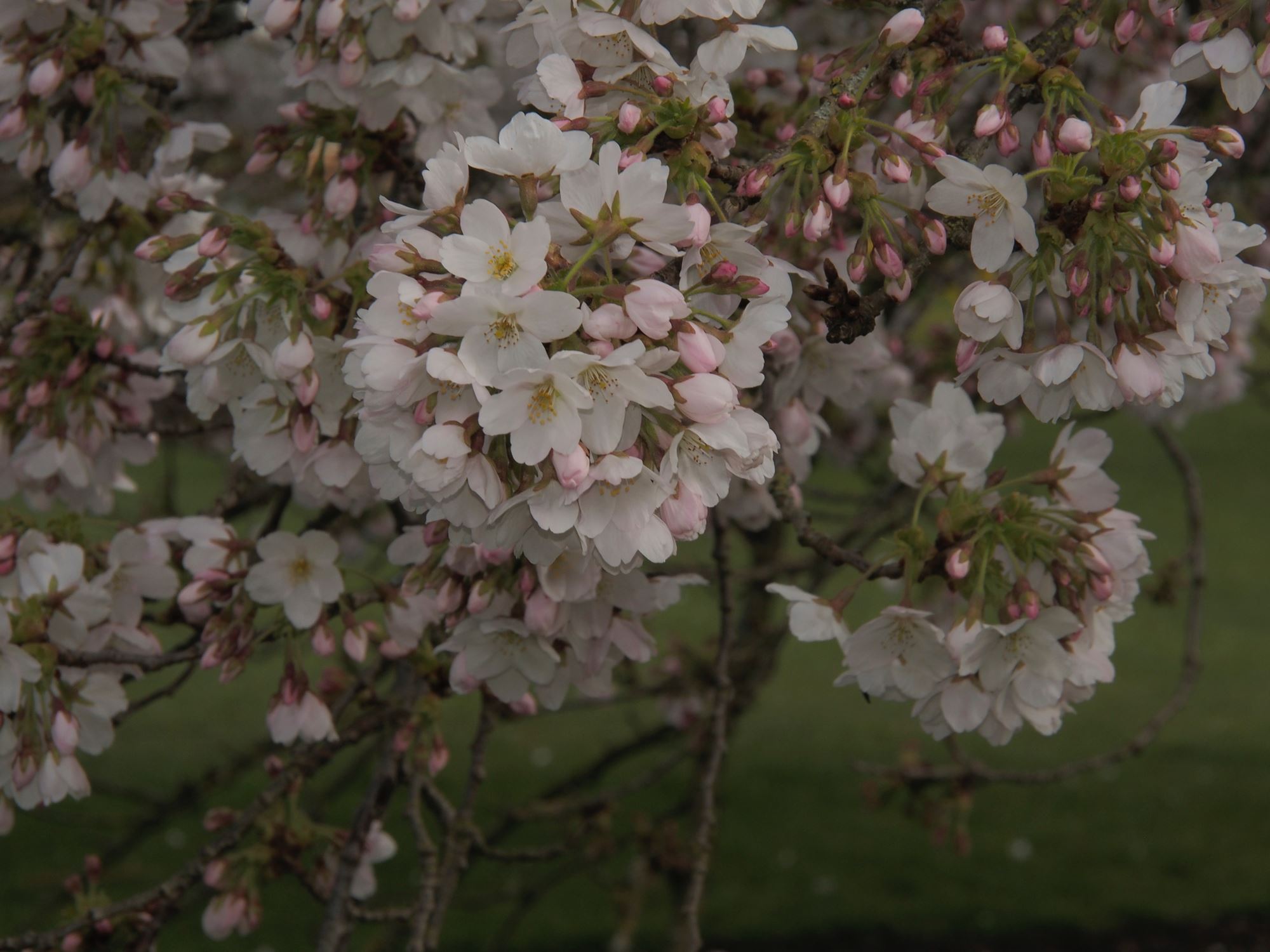 Image of Prunus Ã— yedoensis