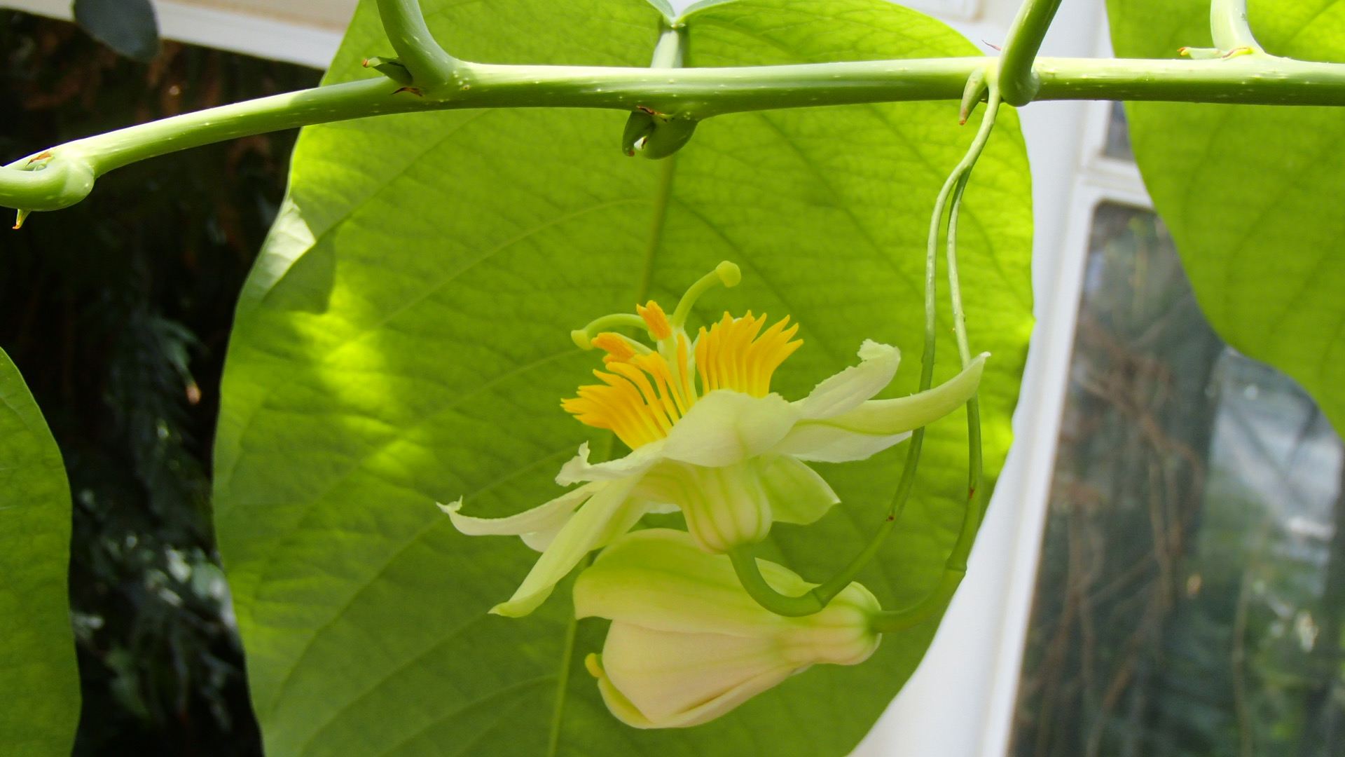 Image of Passiflora lindeniana