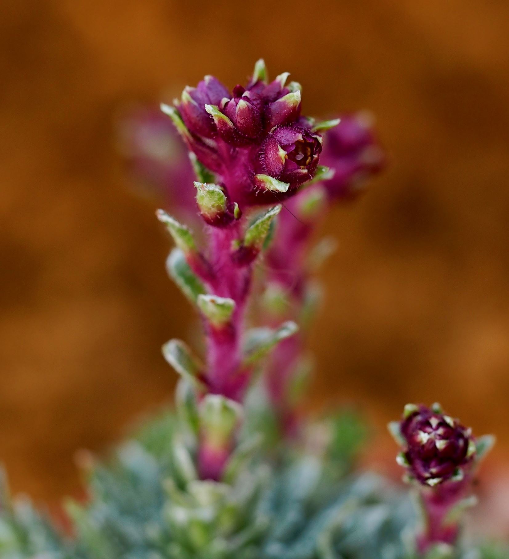 Image of Saxifraga 'Fasolt'