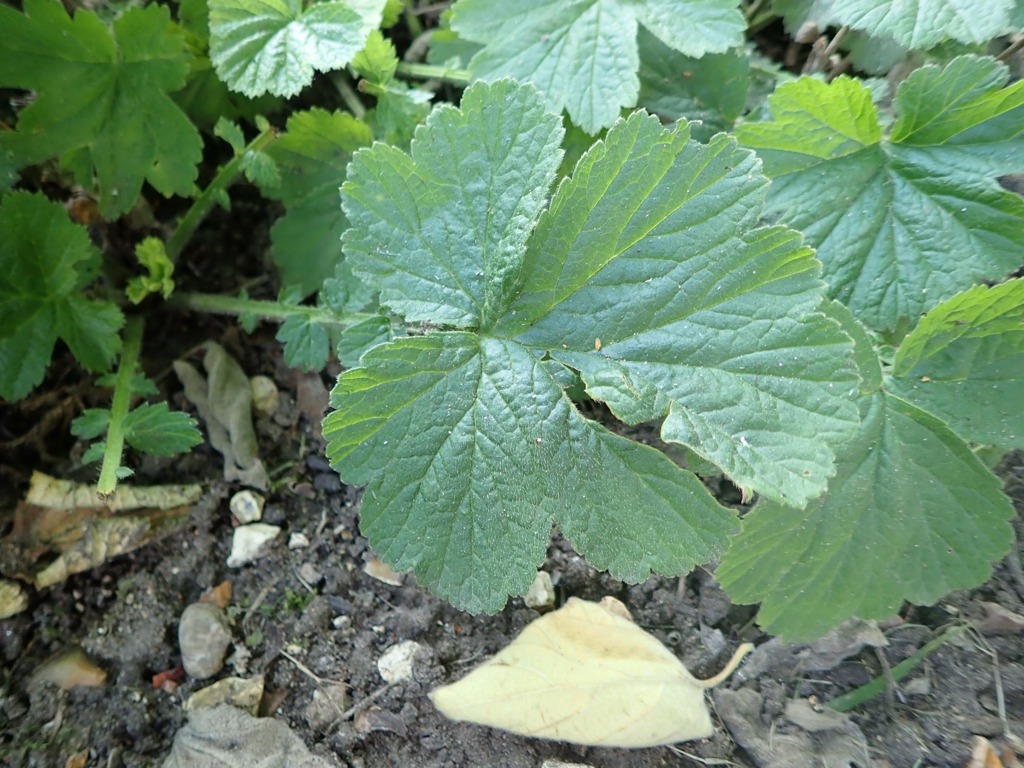 Image of Geum triflorum