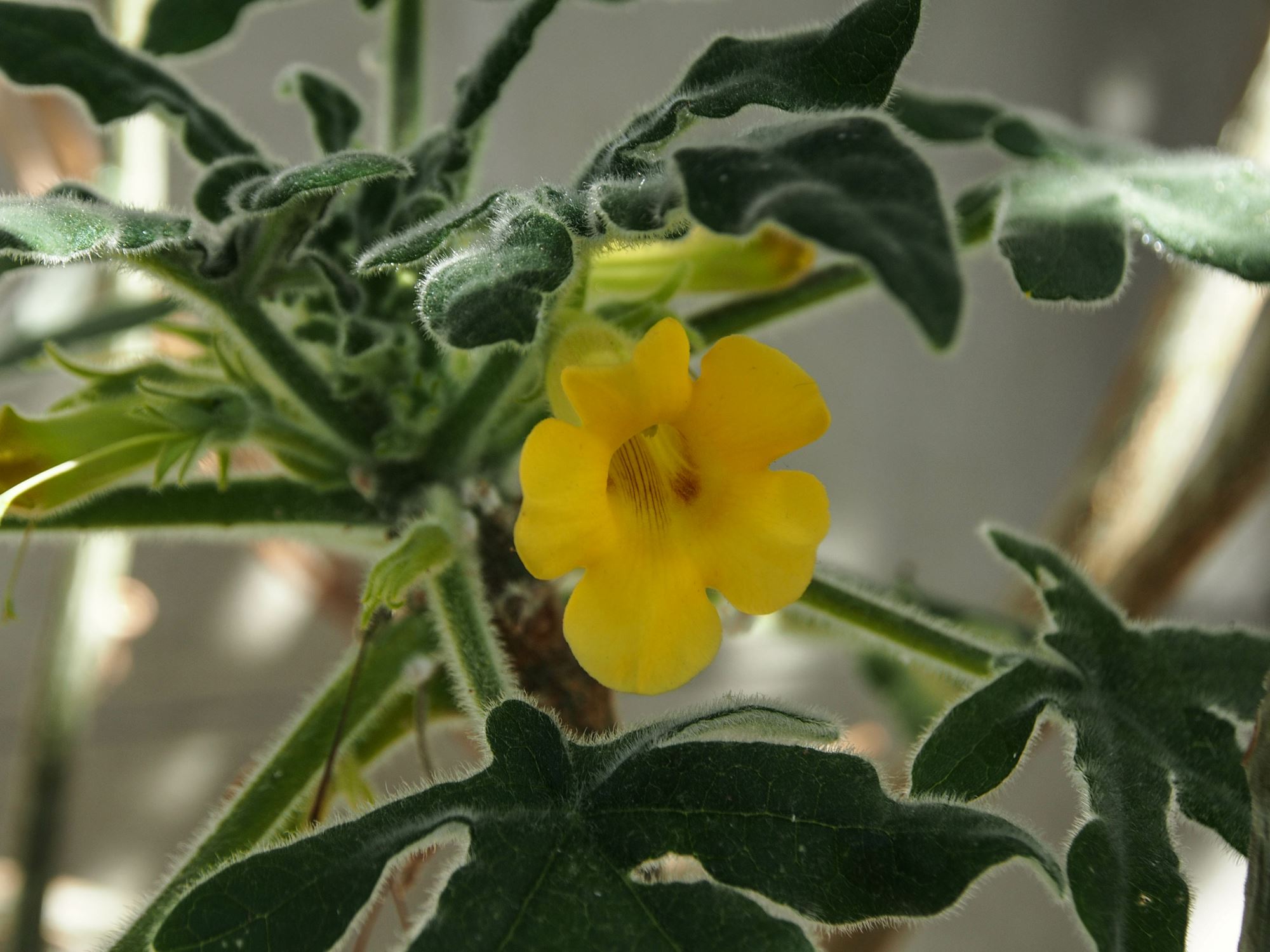 Image of Uncarina roeoesliana