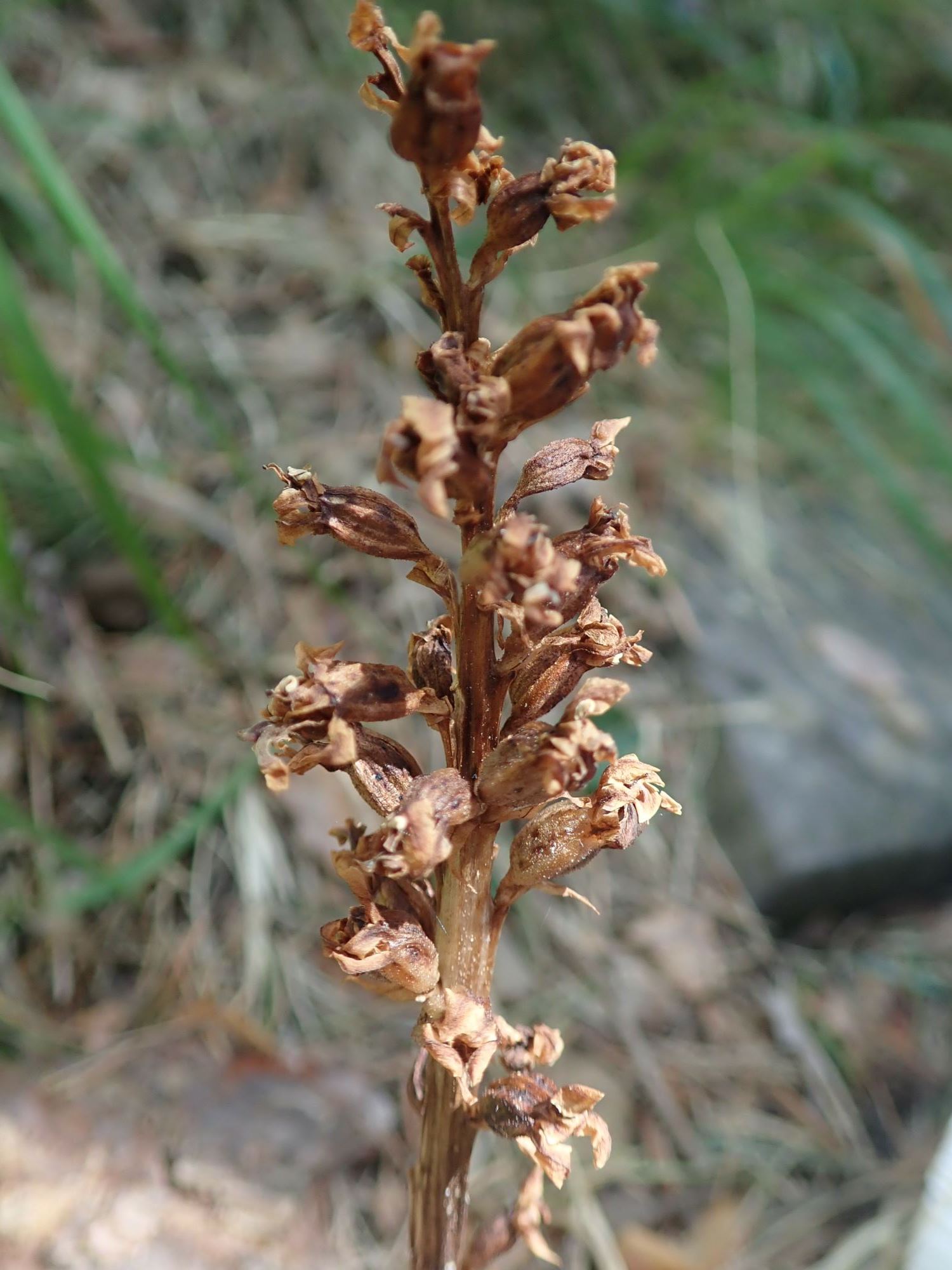 Image of Orobanche sp.