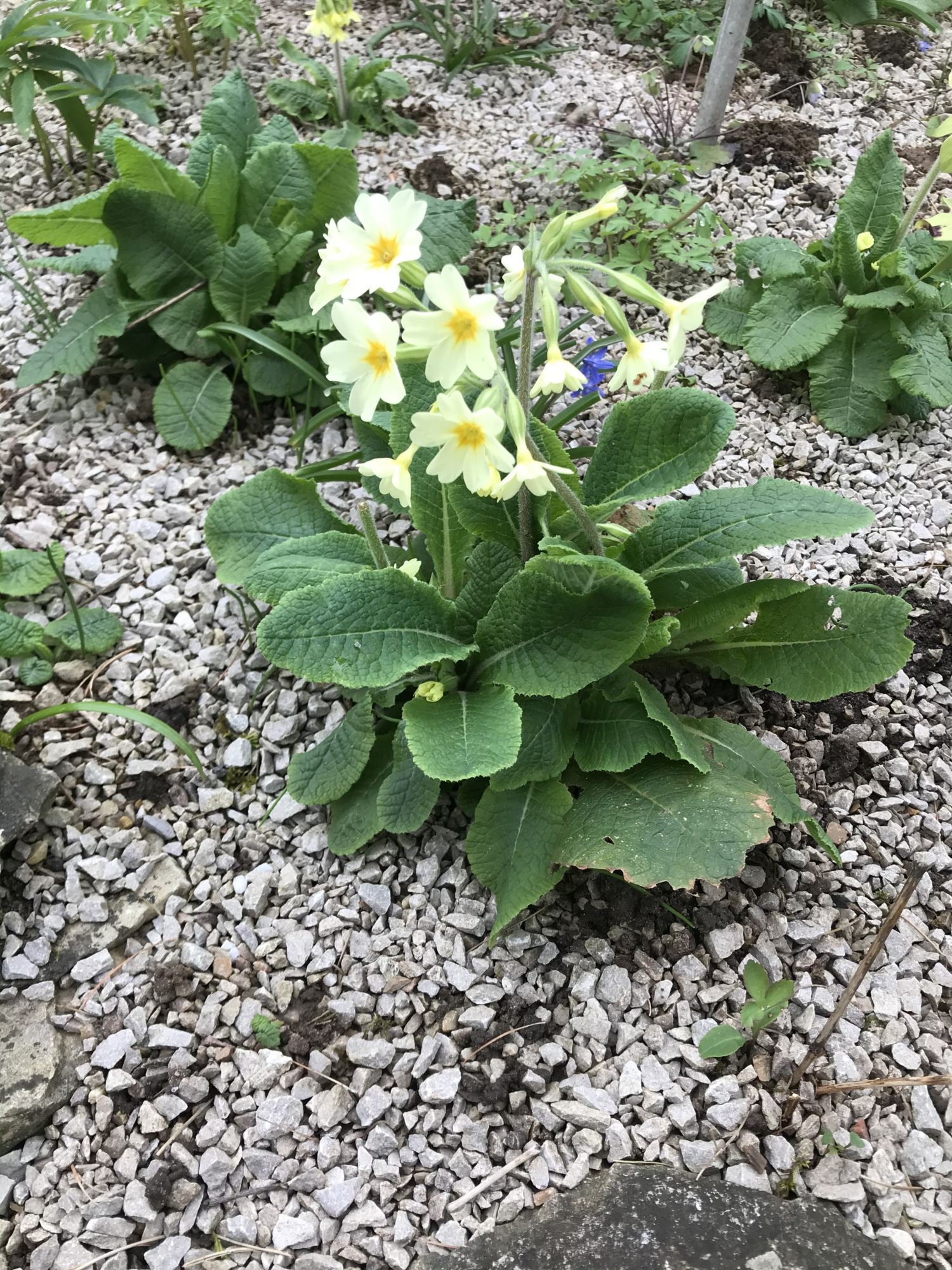 Image of Primula veris