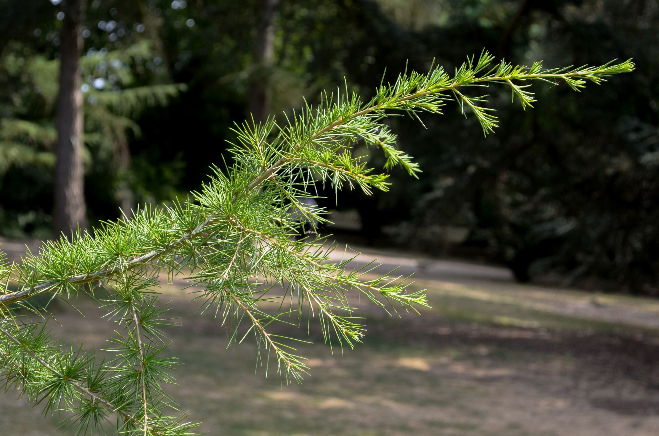 Image of Cedrus libani var. libani