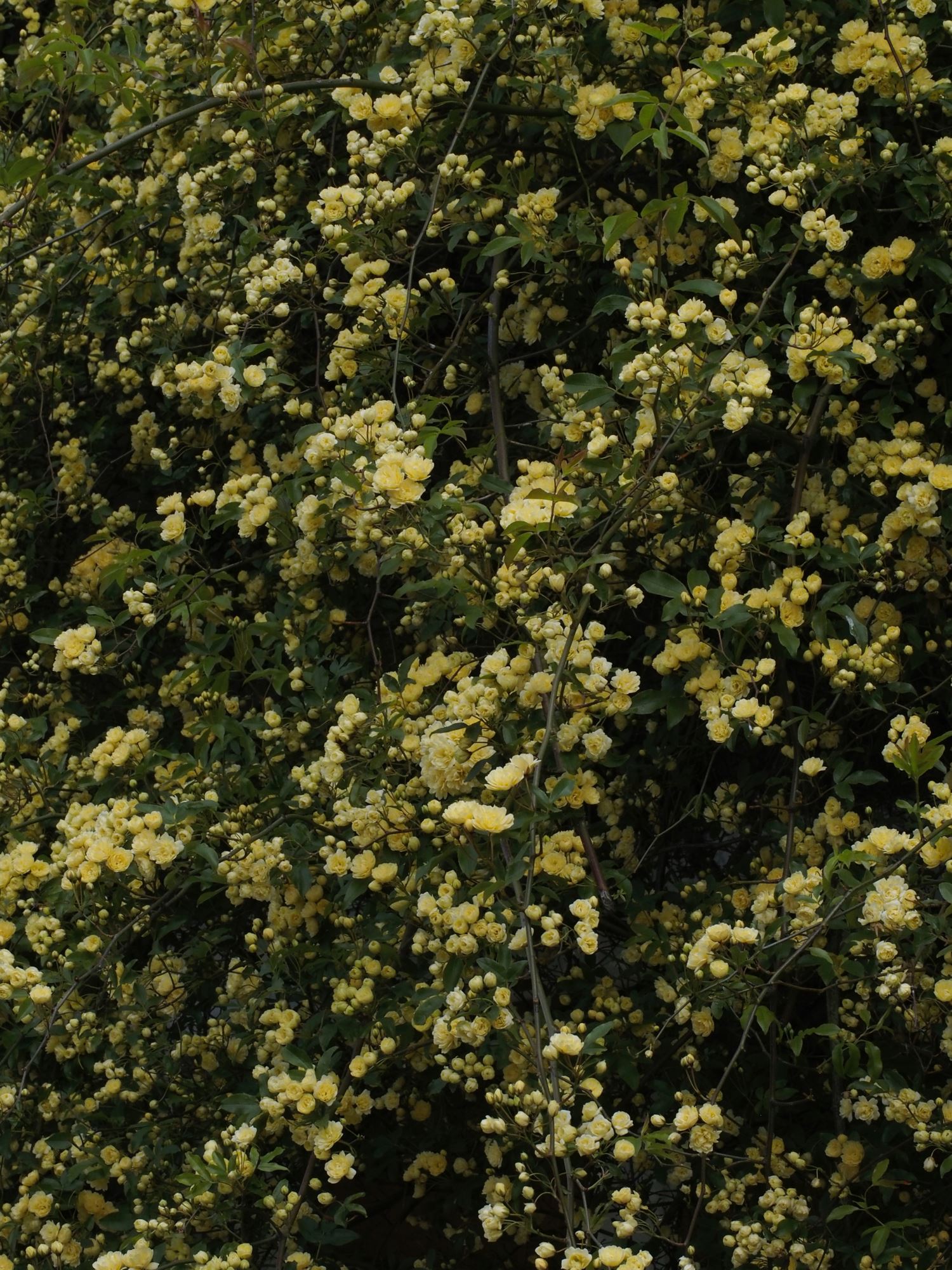 Image of Rosa banksiae 'Lutea'
