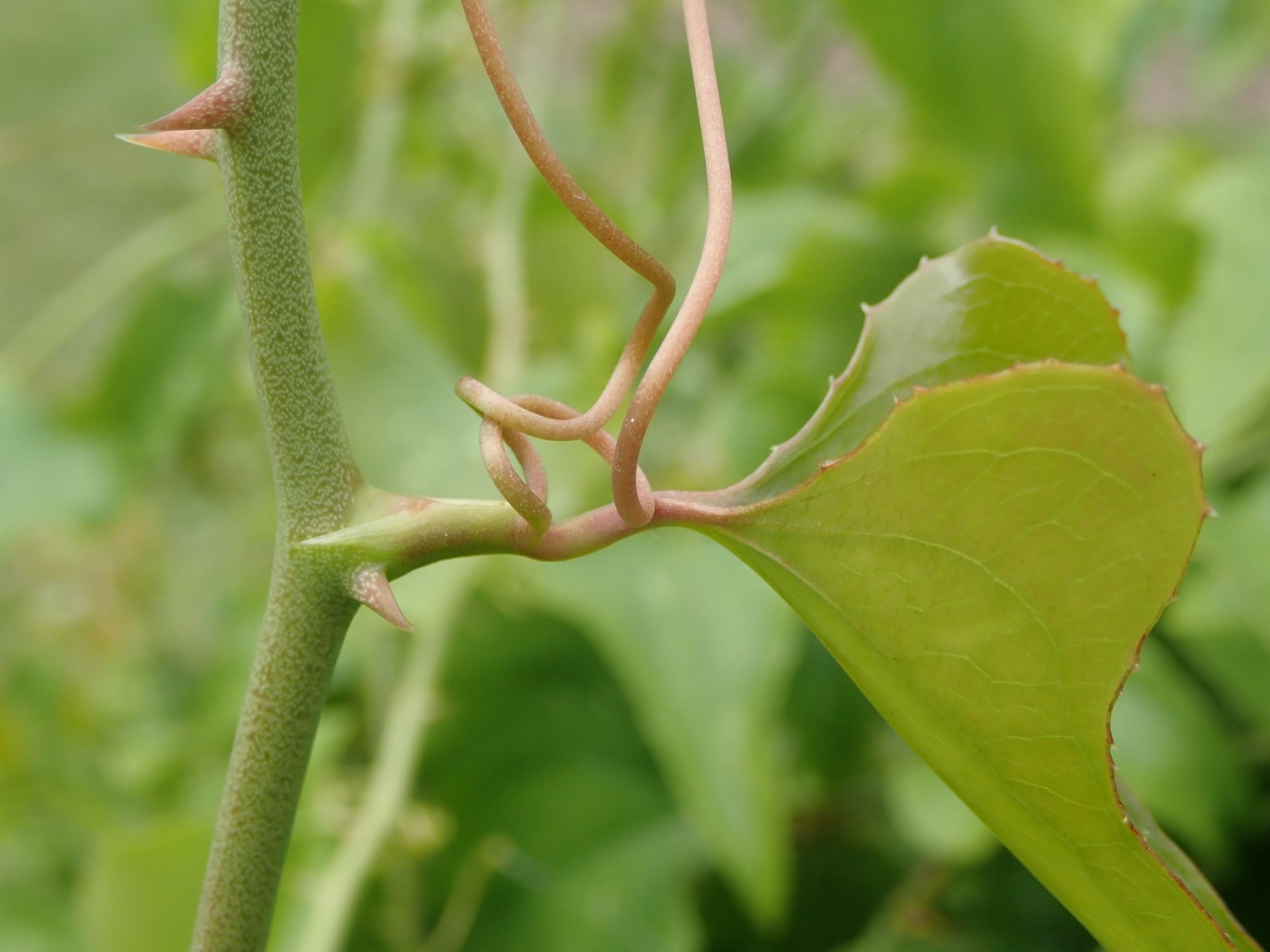 Image of Smilax cantab