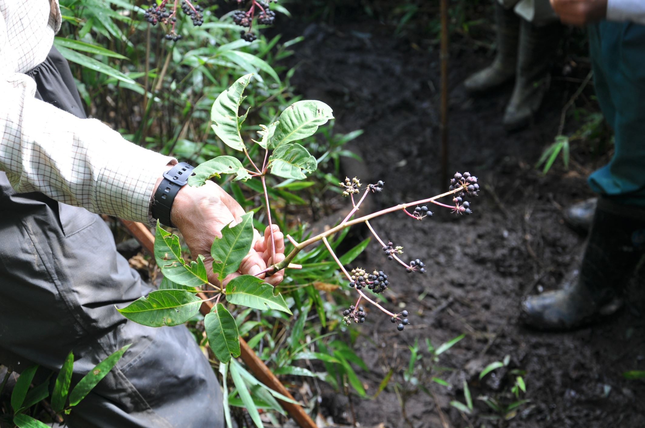 Image of Schefflera hoi