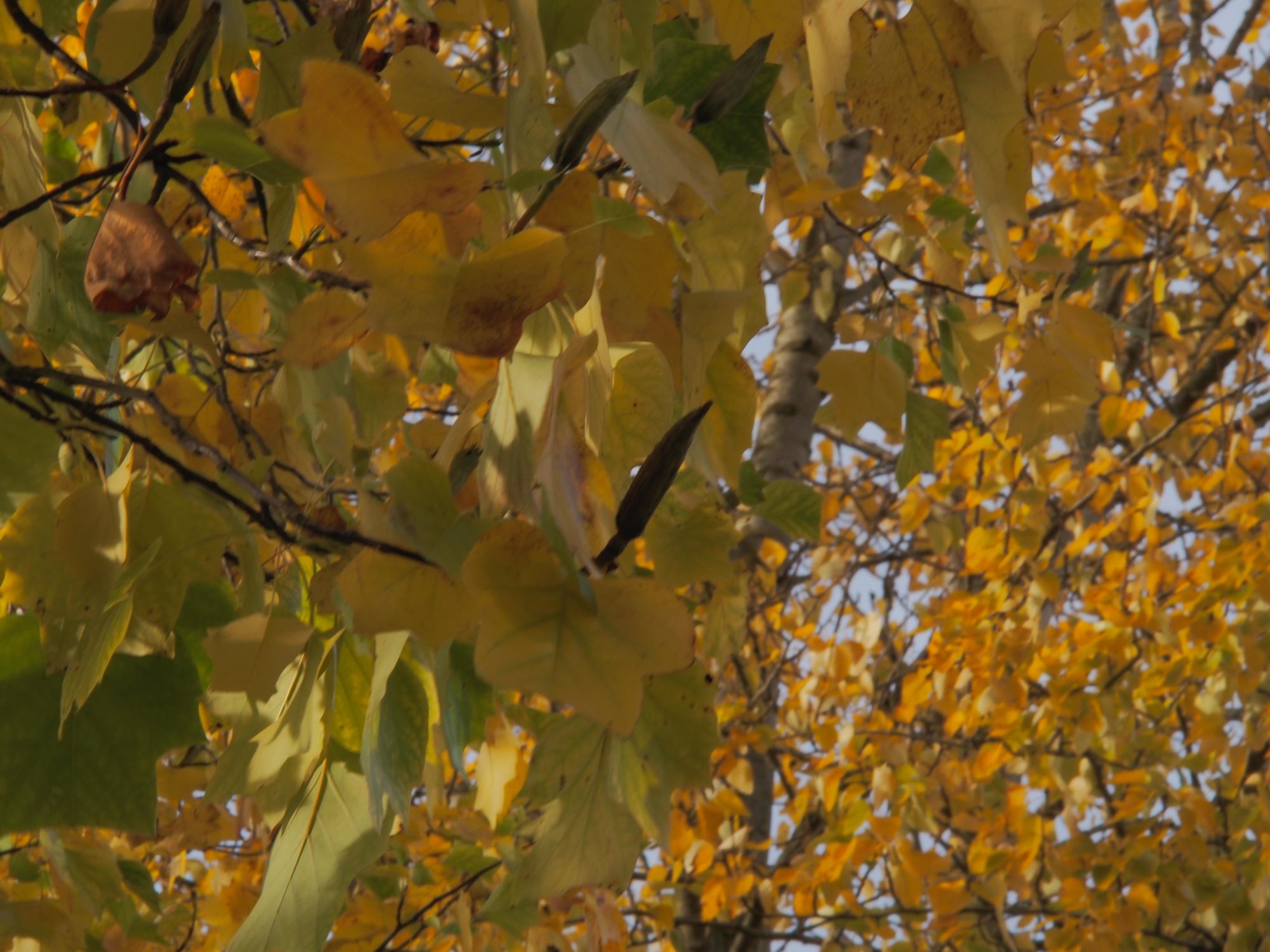 Image of Liriodendron tulipifera